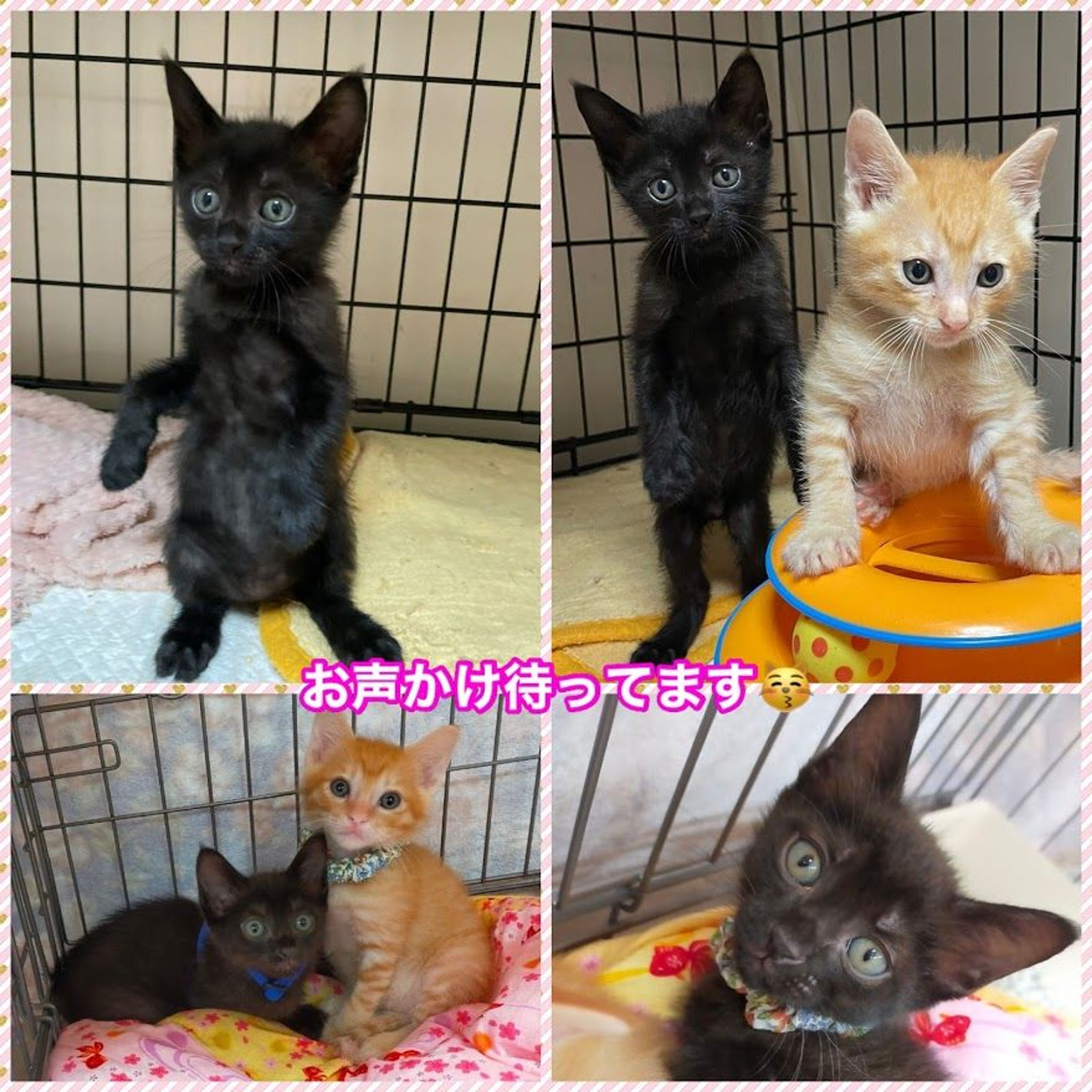 pet-image-5