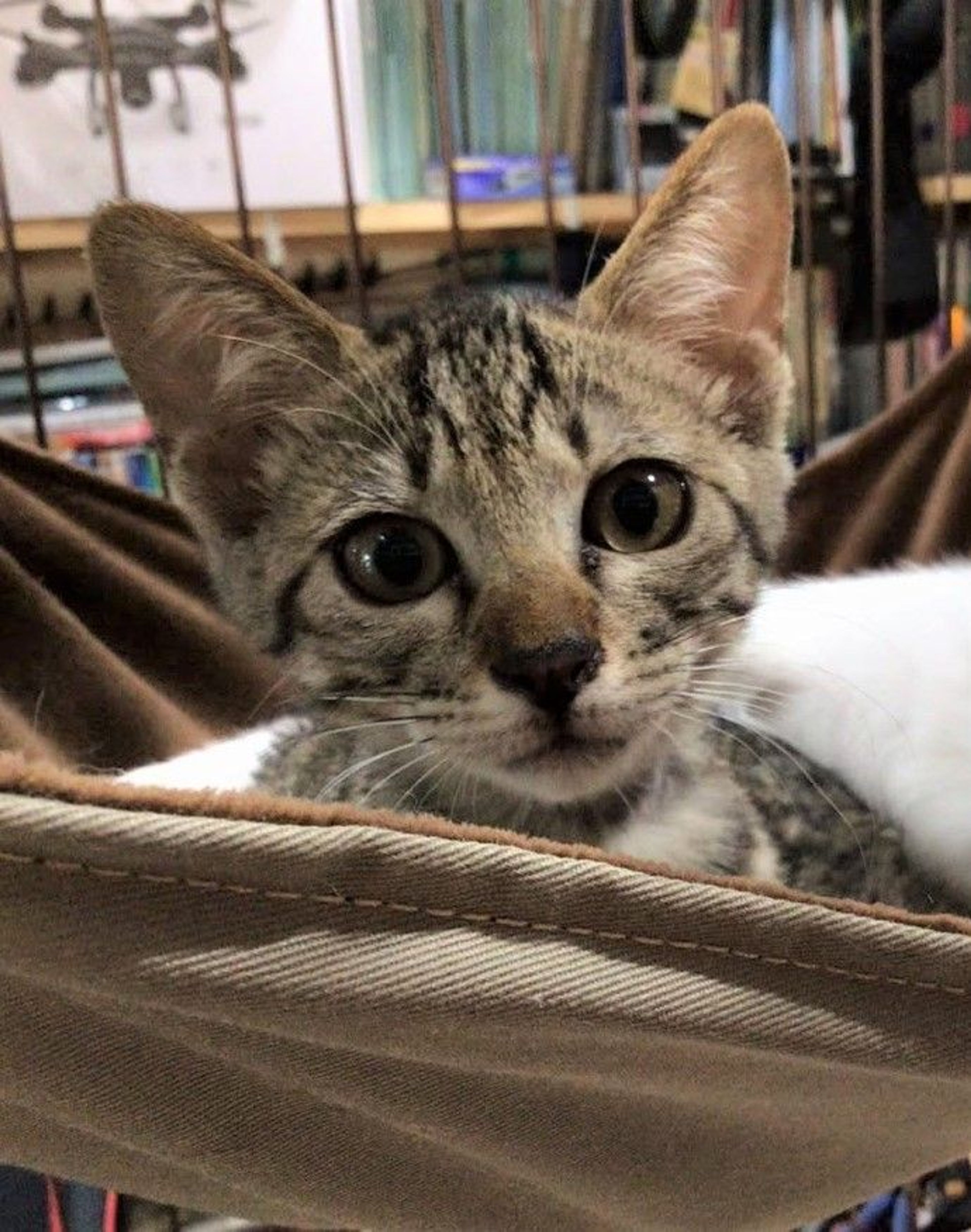 pet-image-4