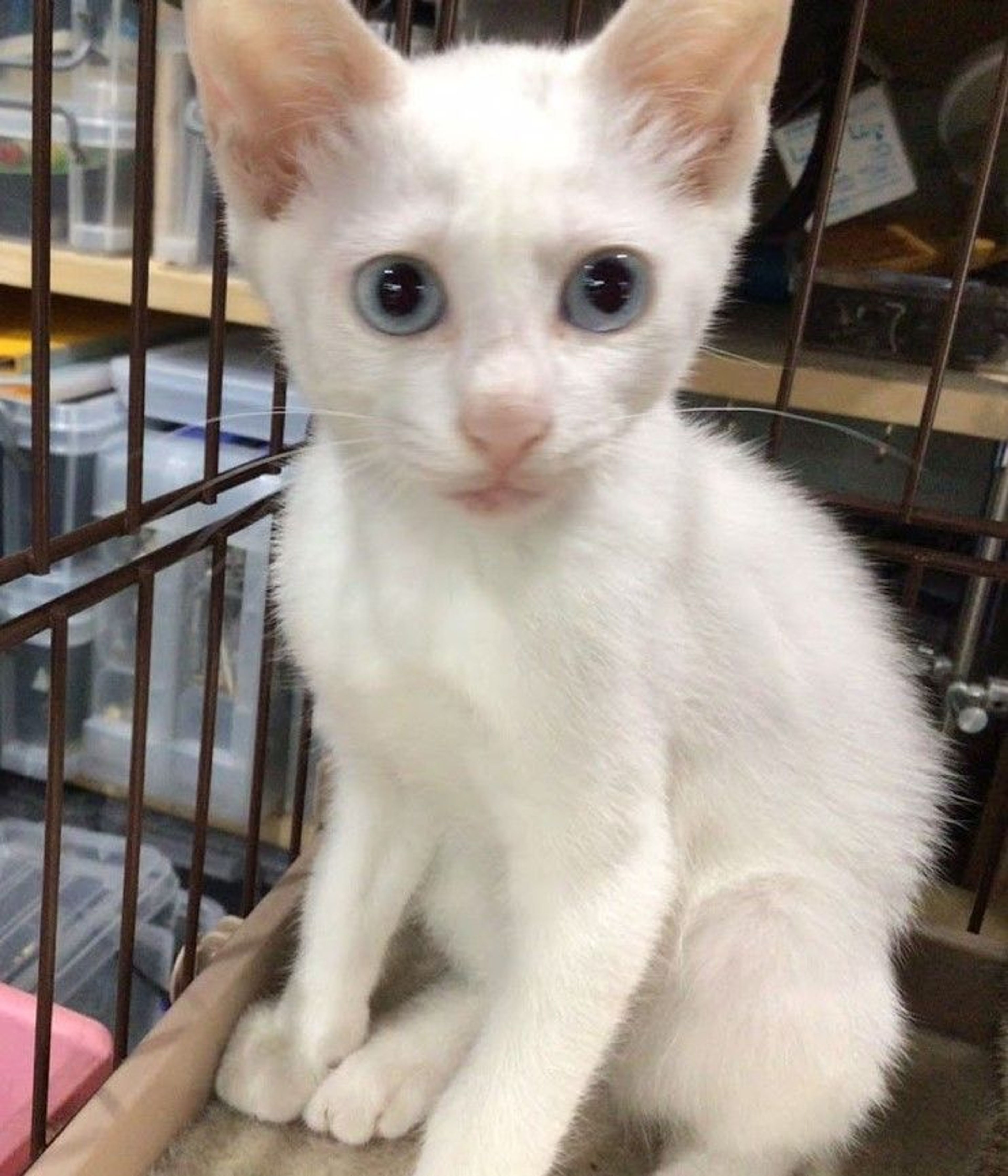 pet-image-5