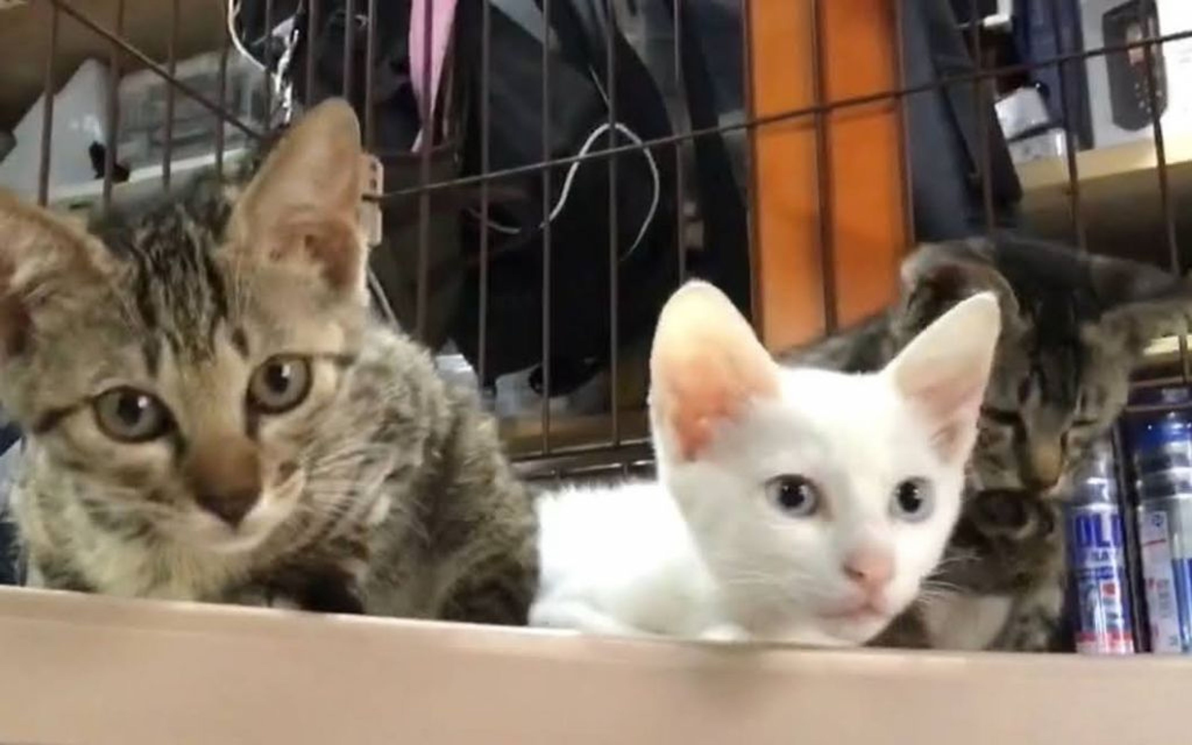 pet-image-7