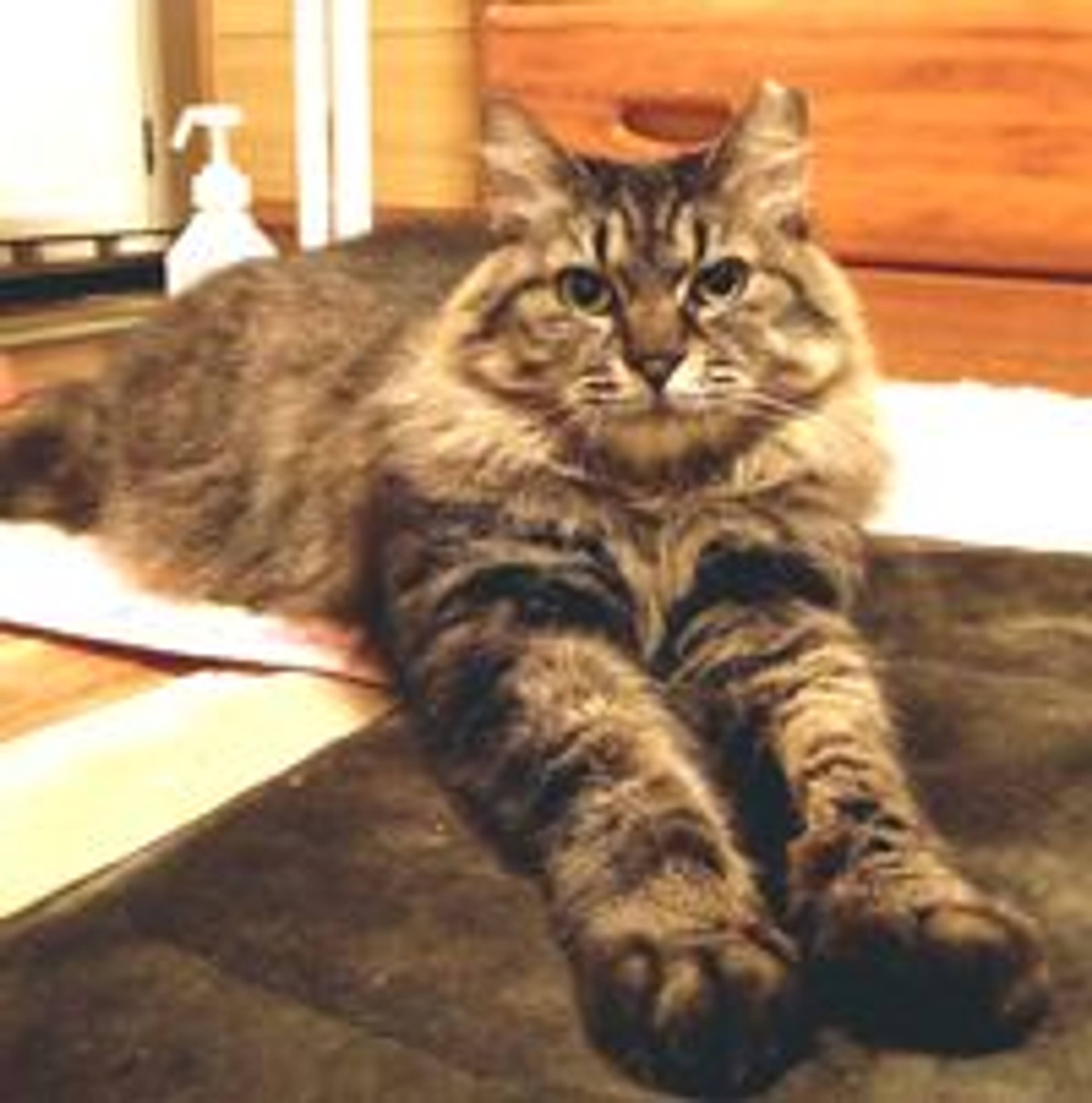 雑種（ミックス猫）・メスの里親募集の写真