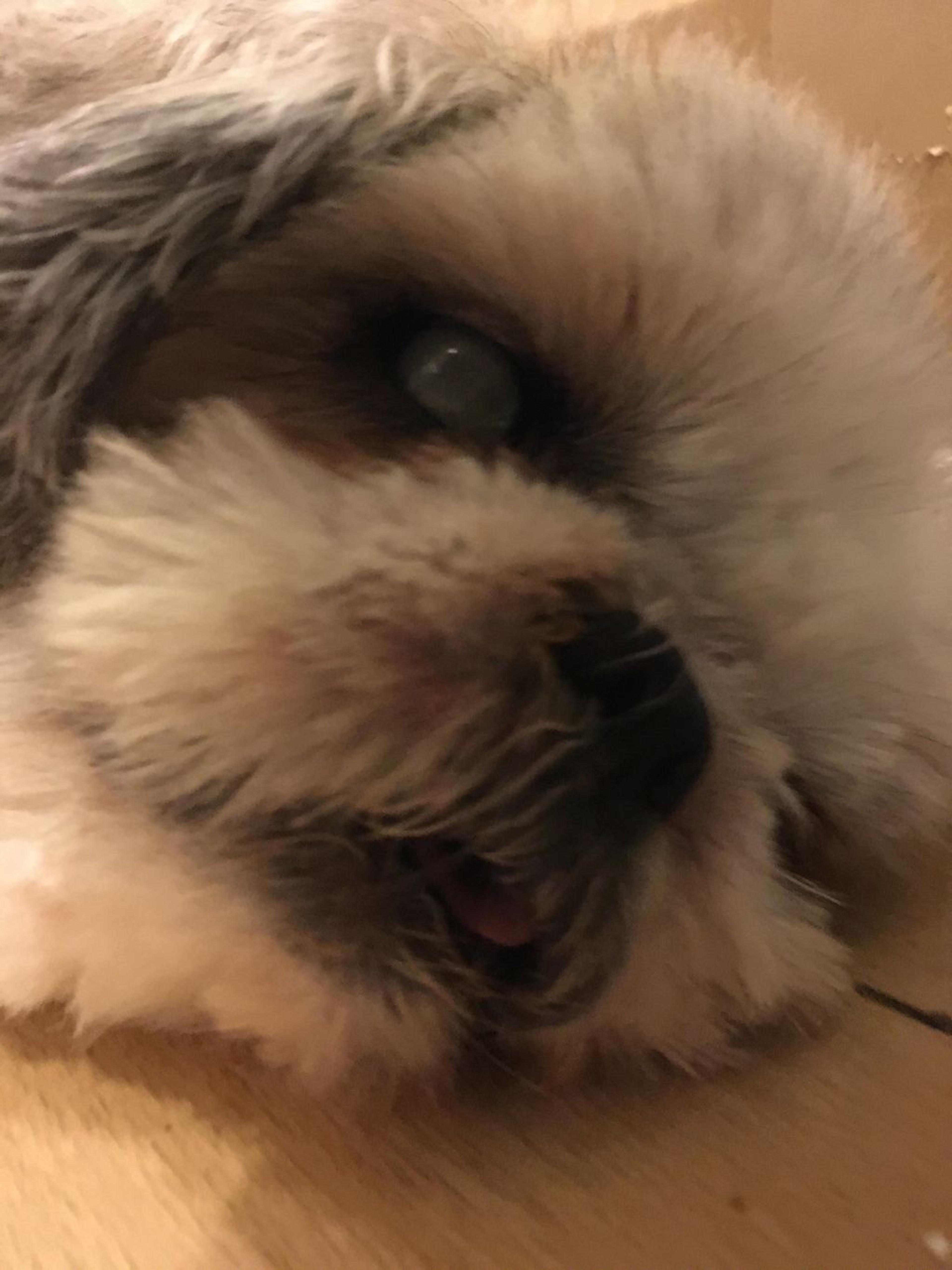 pet-image-2