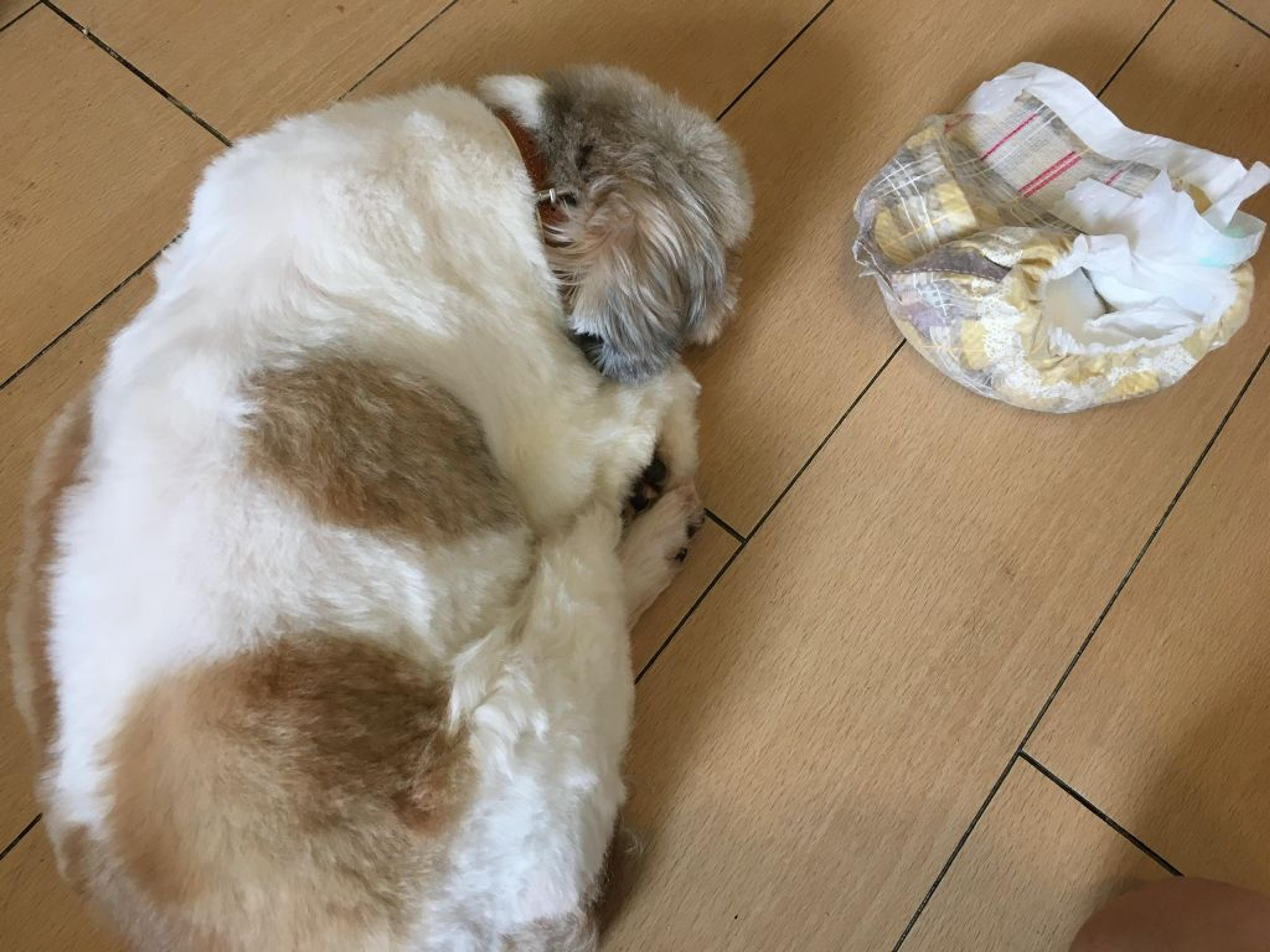 pet-image-3