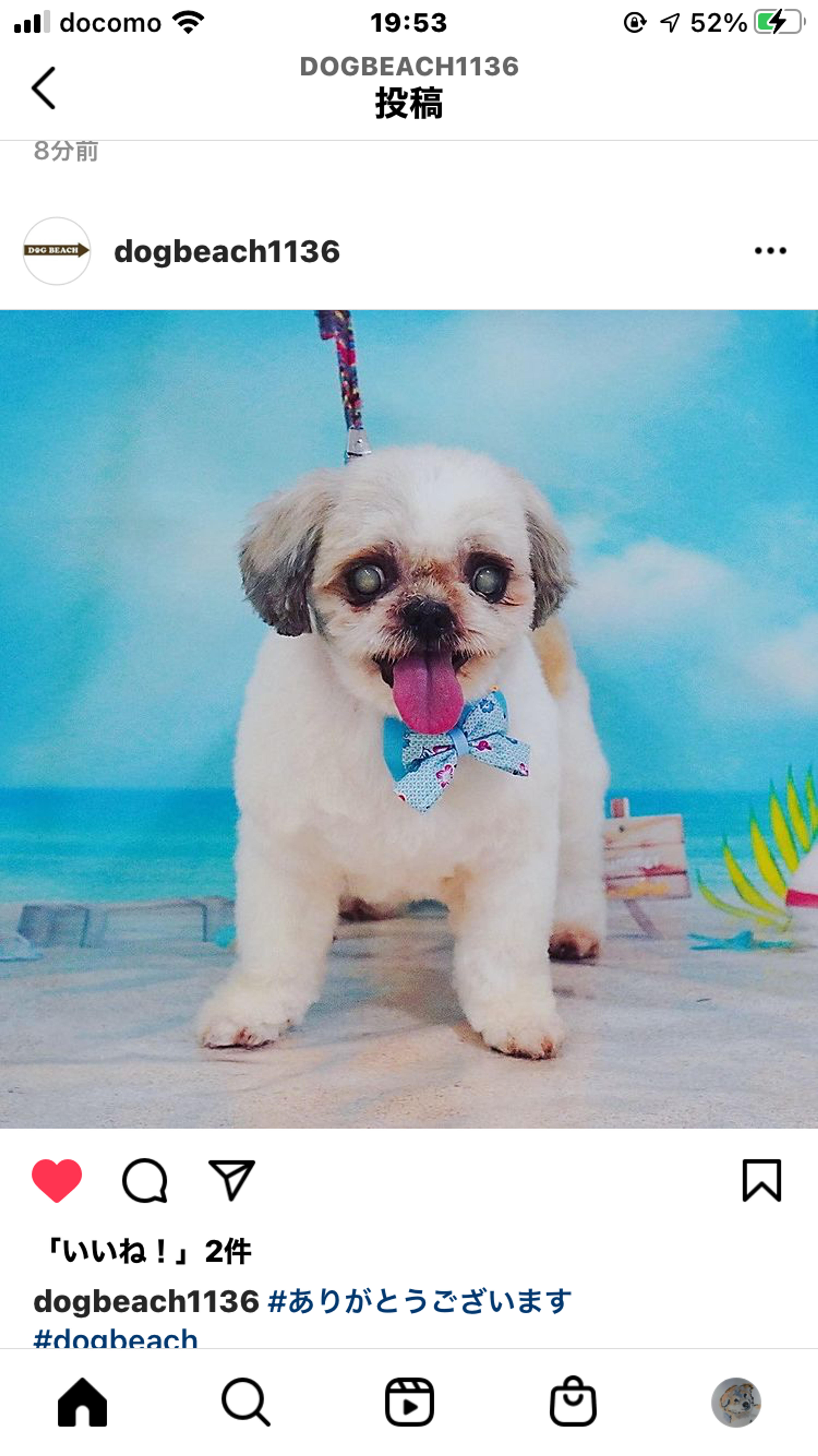pet-image-4