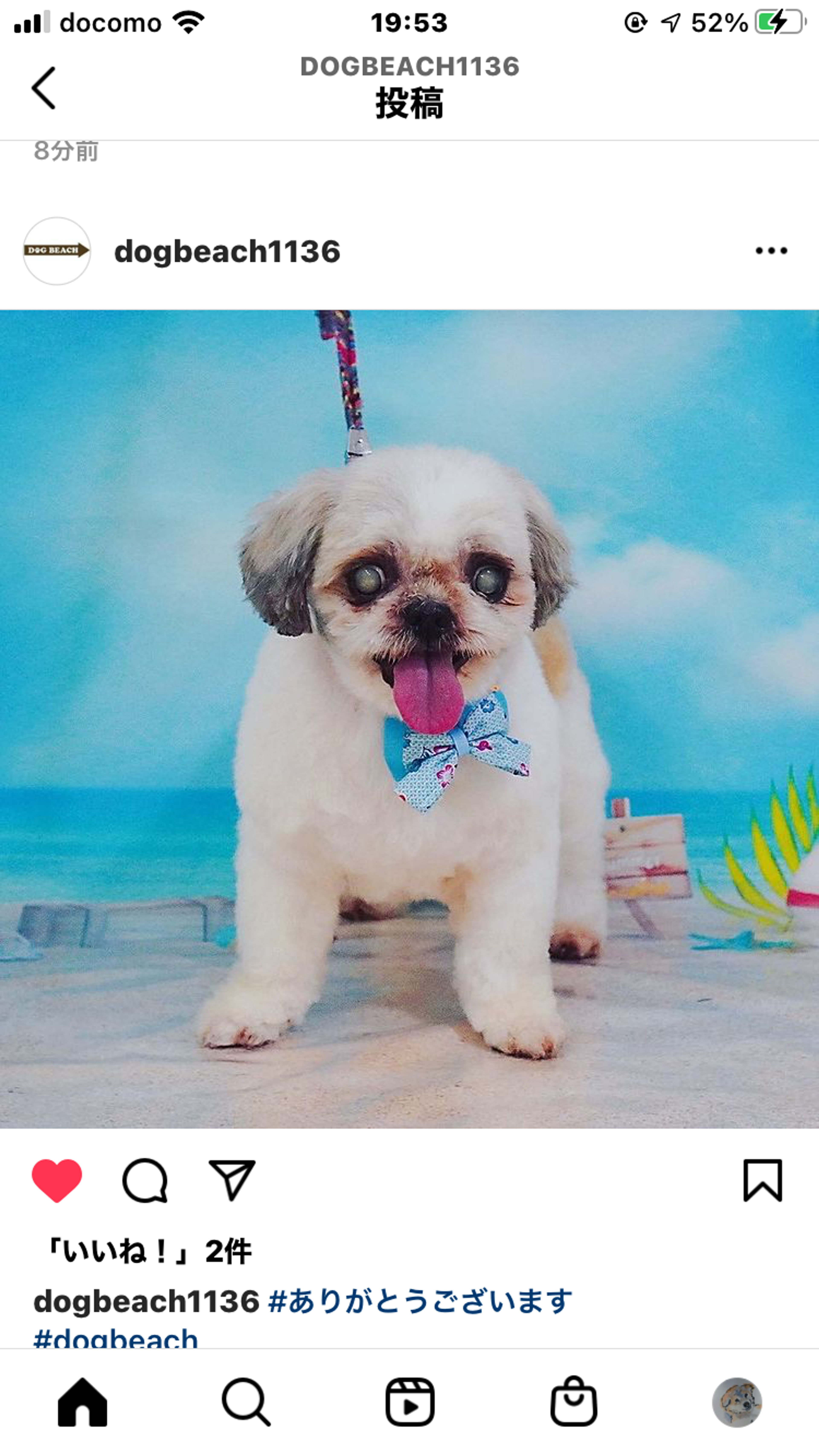 pet-image-4