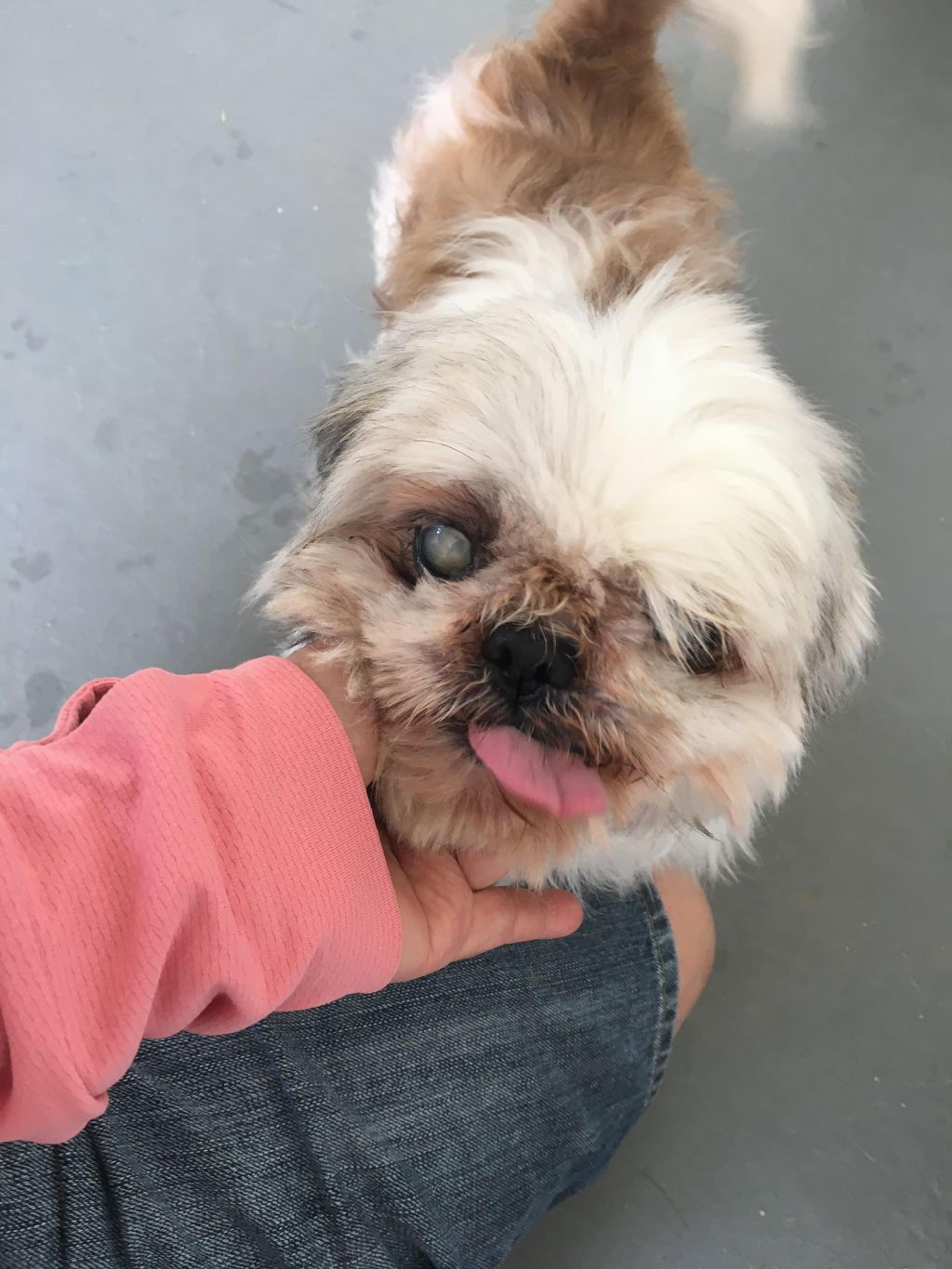 pet-image-6
