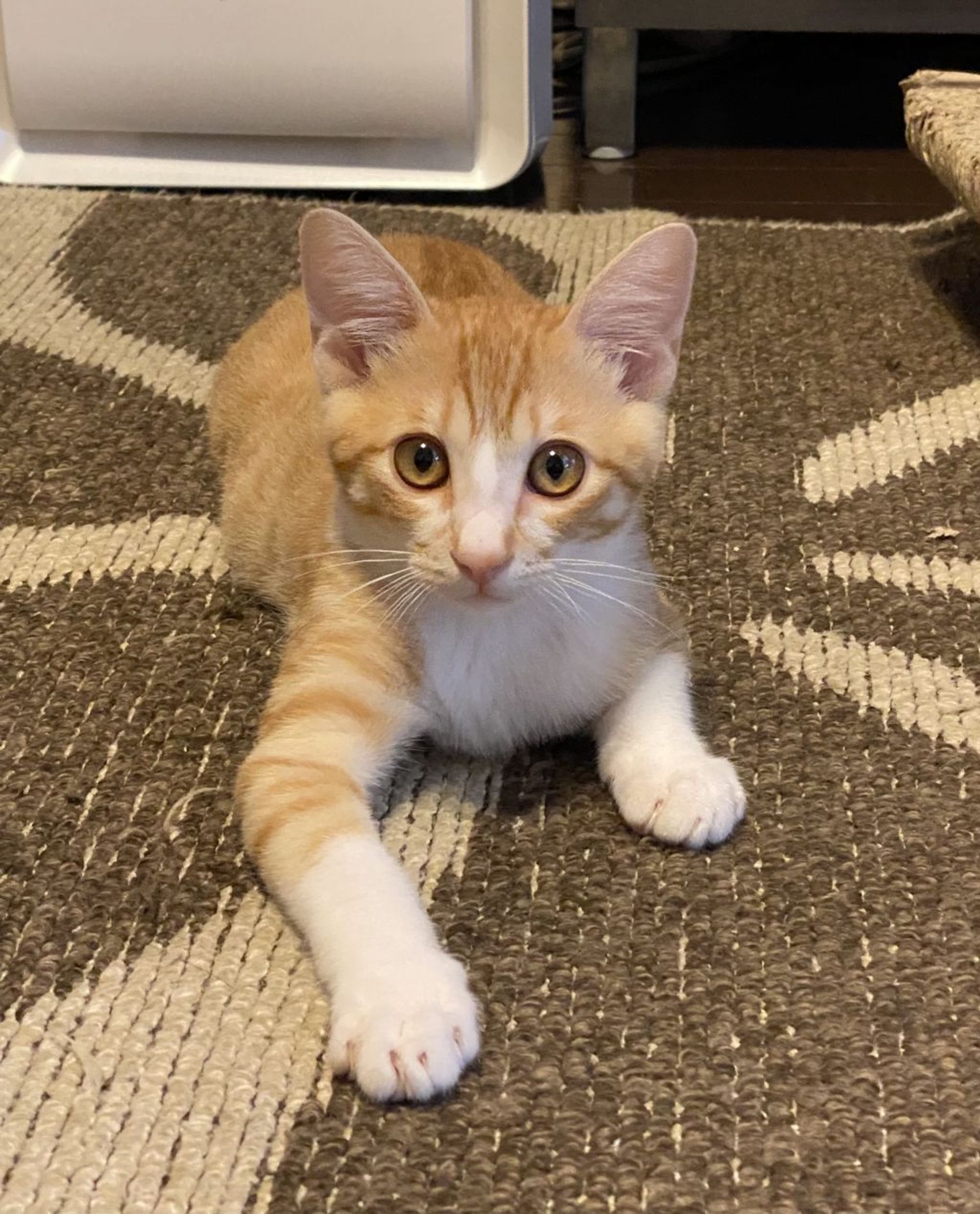 雑種（ミックス猫）・オスの里親募集の写真