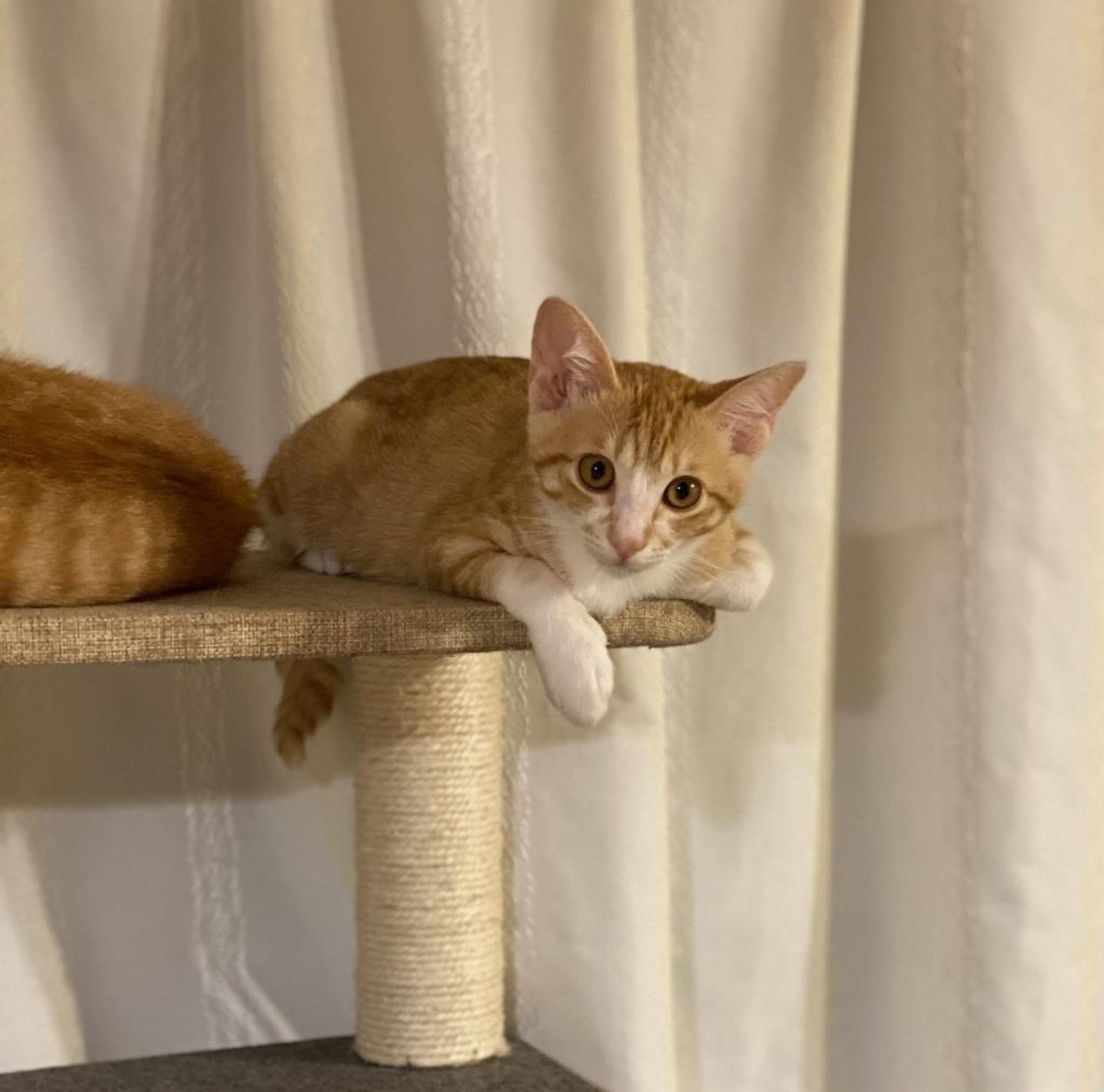 pet-image-7
