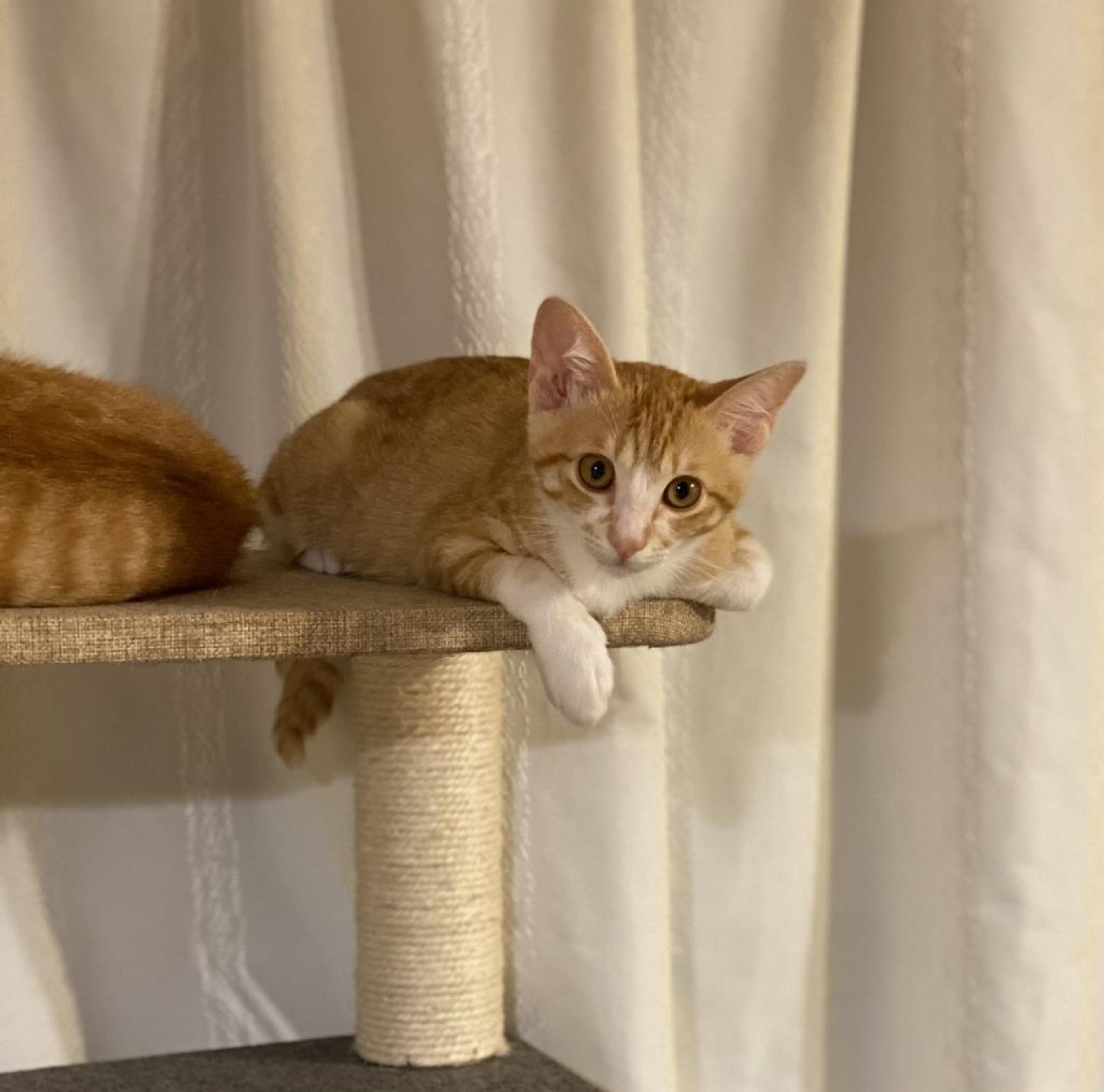 pet-image-7