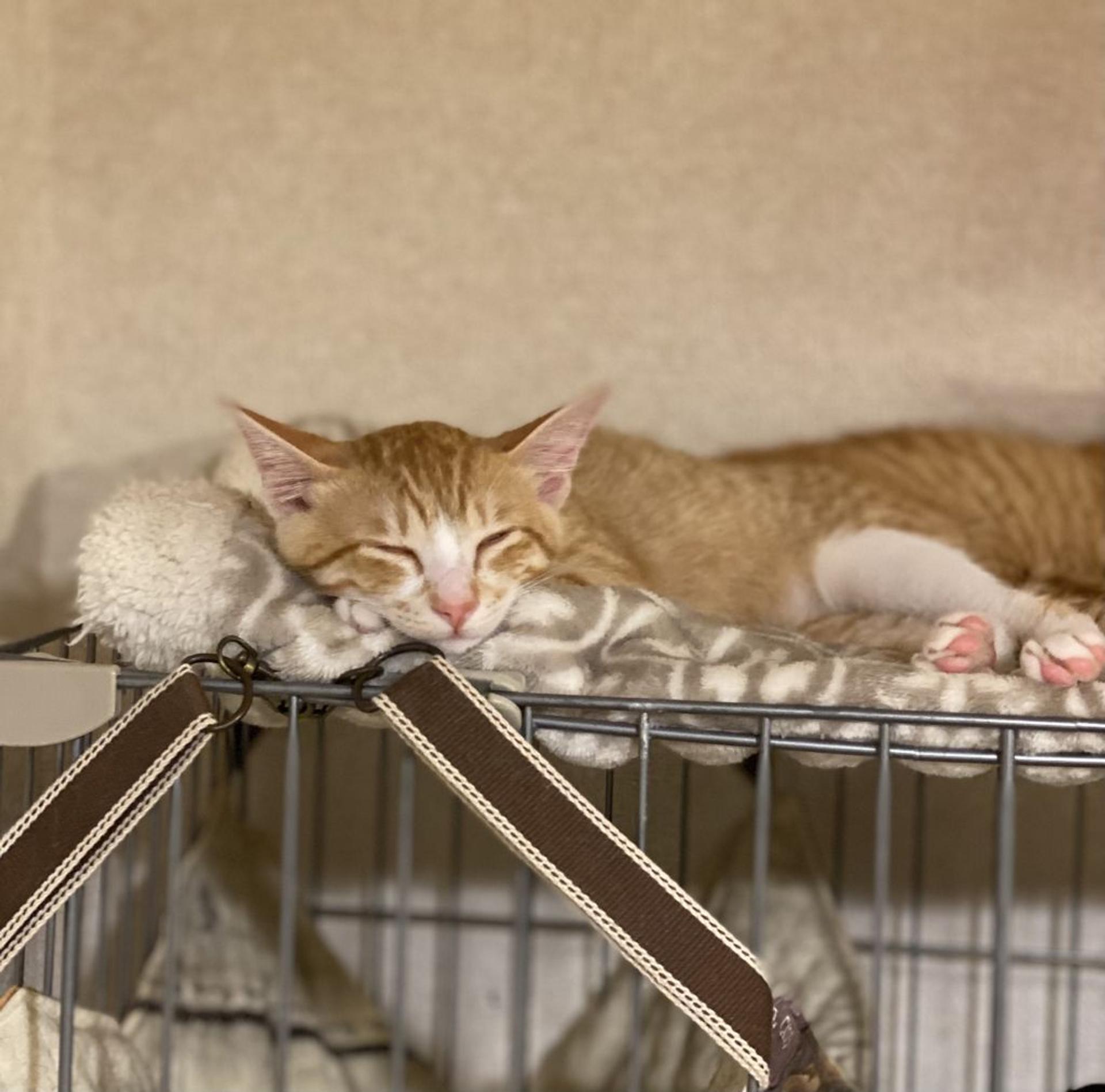 pet-image-8