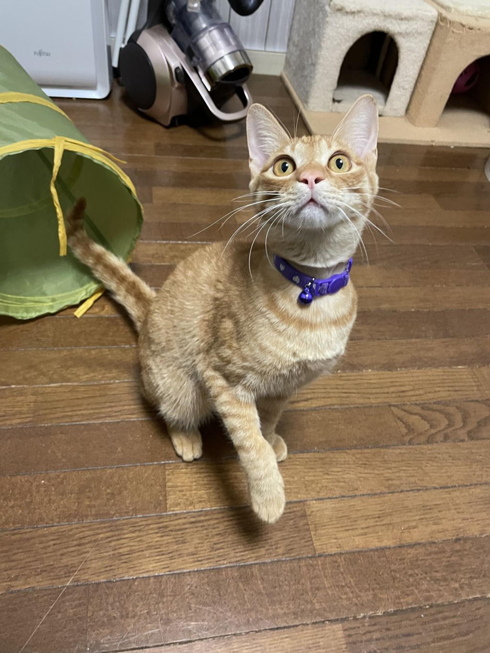 pet-image-3