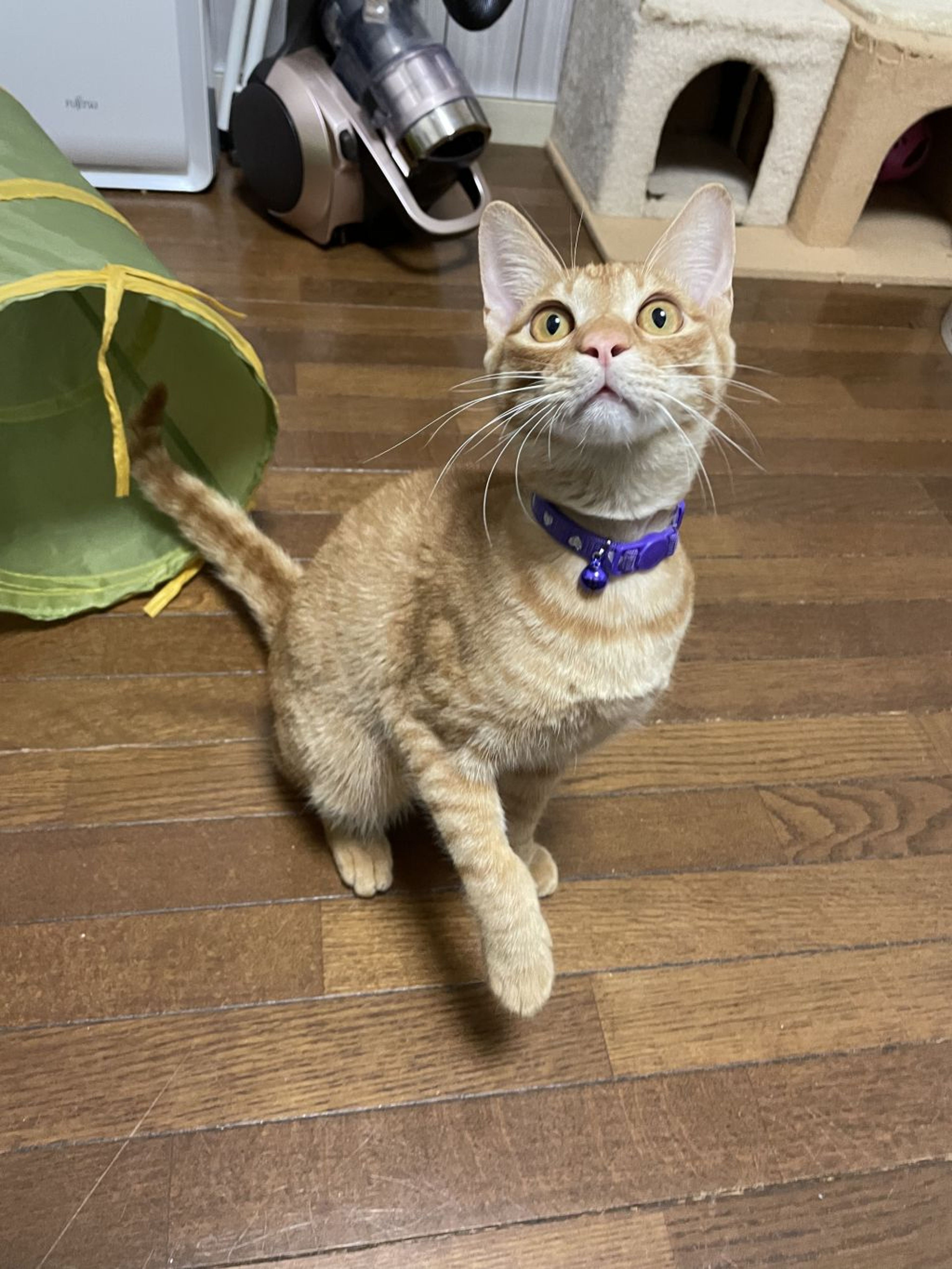 pet-image-3