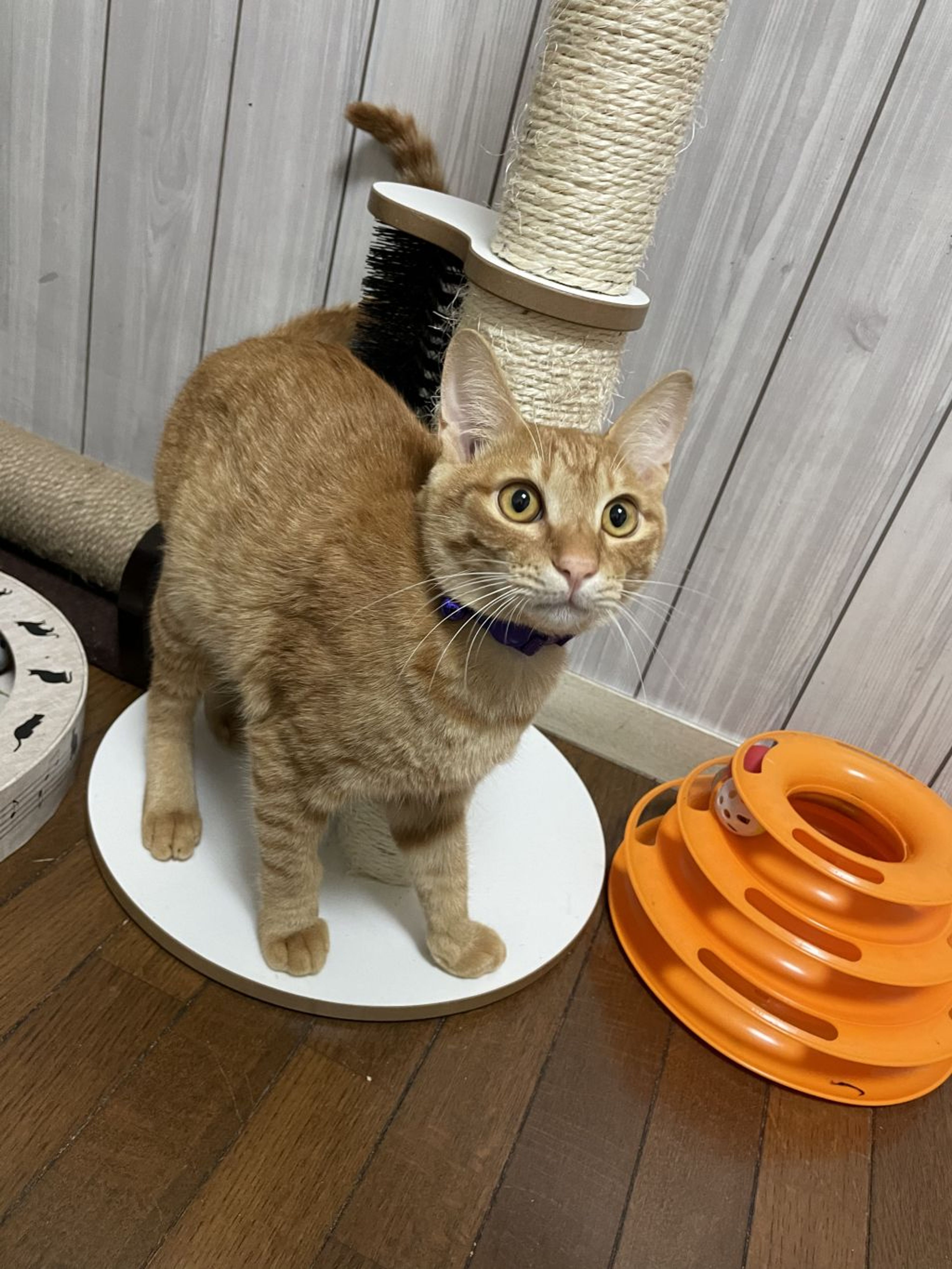 pet-image-4