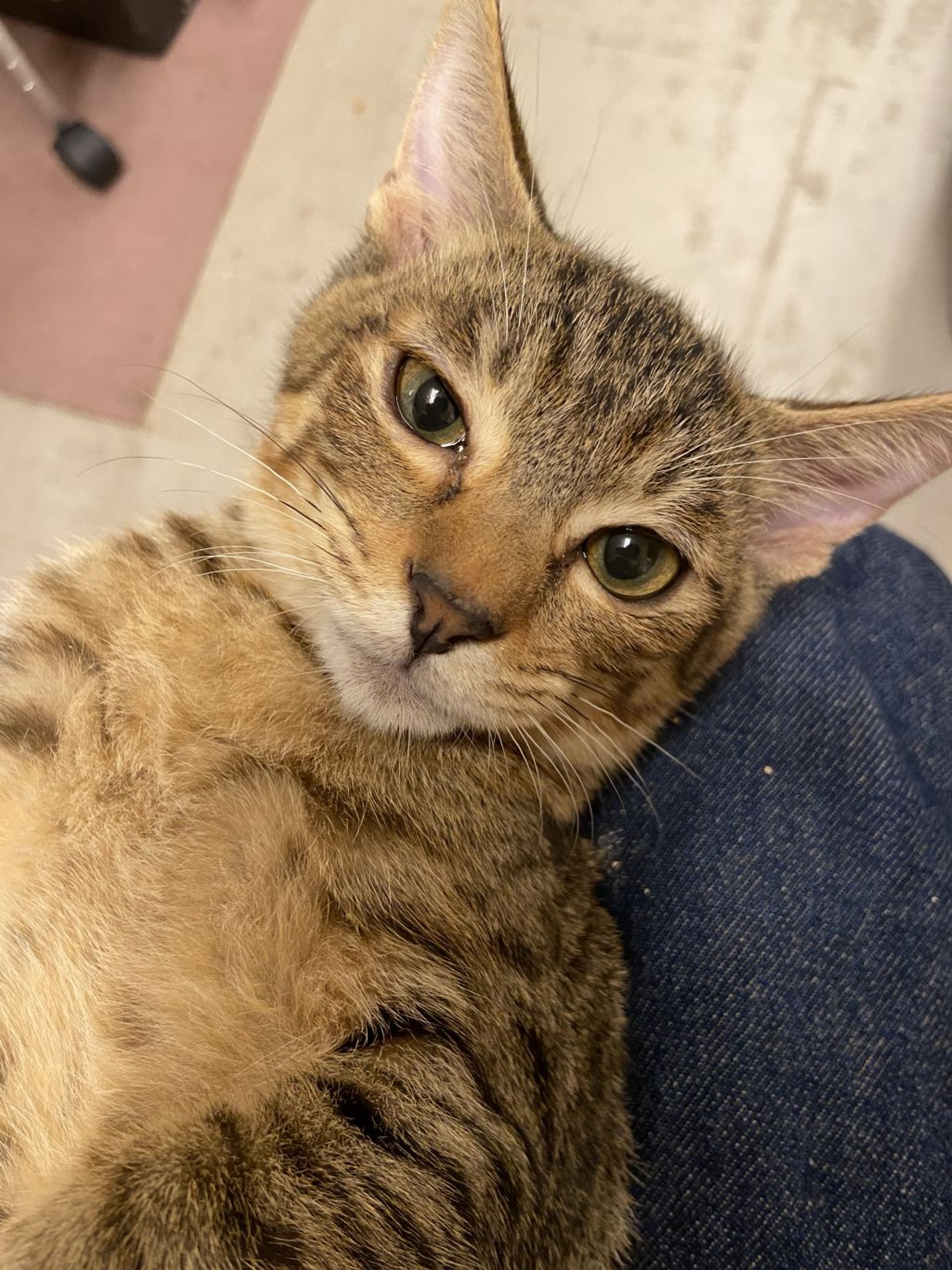 雑種（ミックス猫）・オスの里親募集の写真