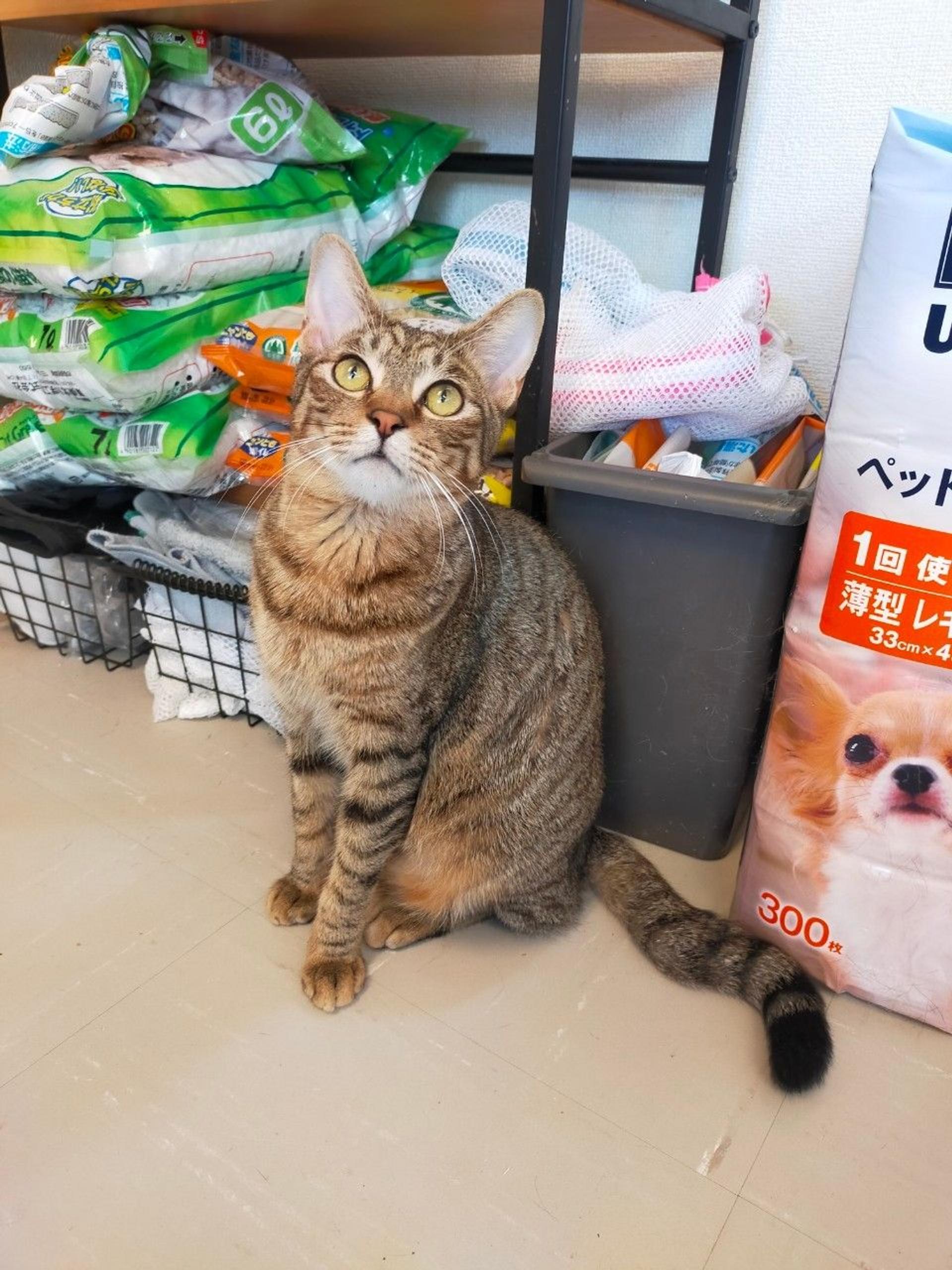 pet-image-3