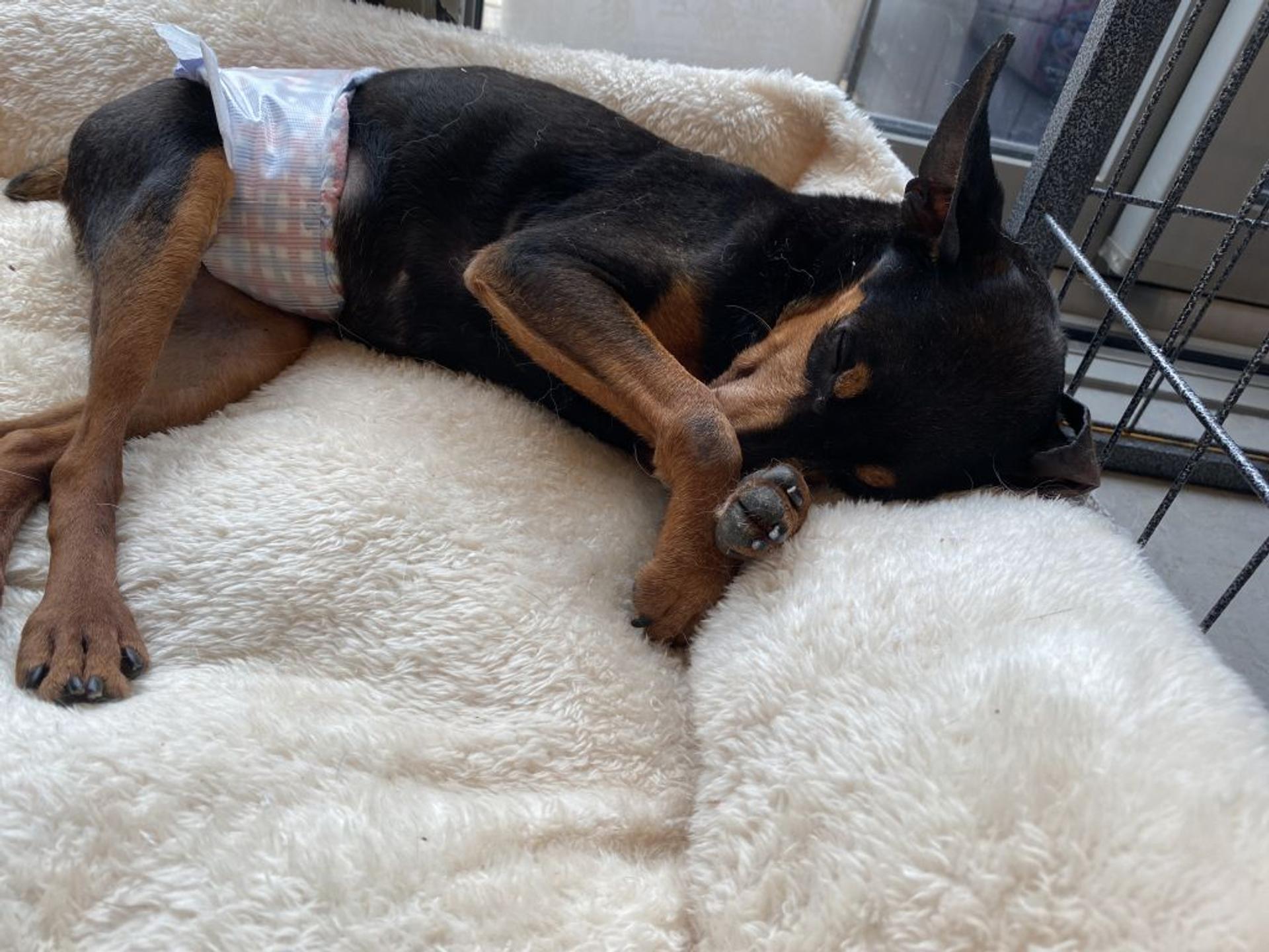 pet-image-2