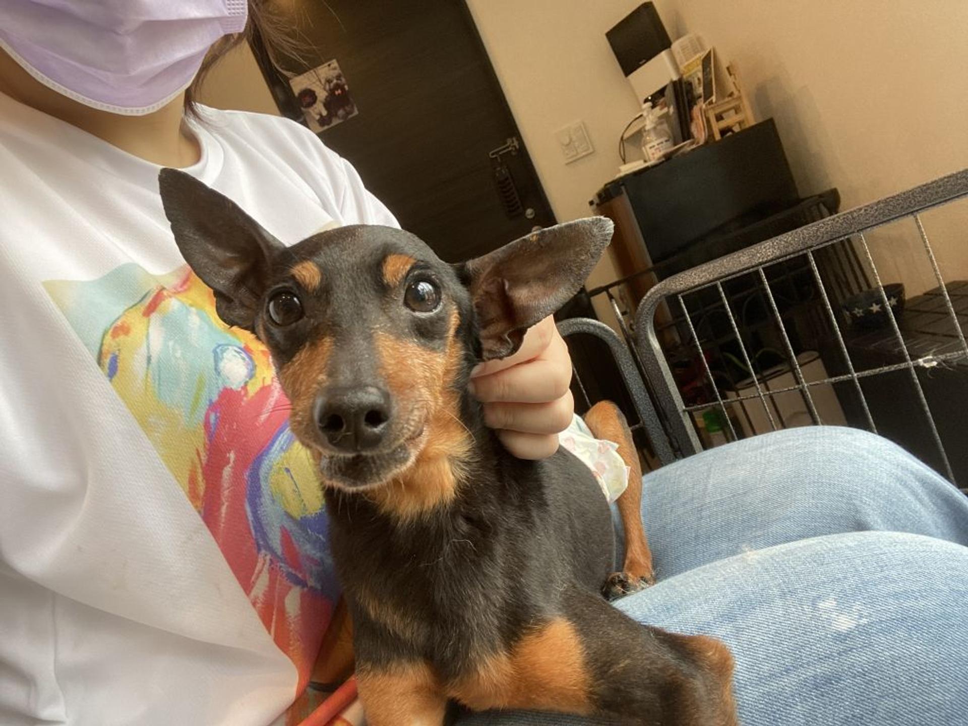 pet-image-7