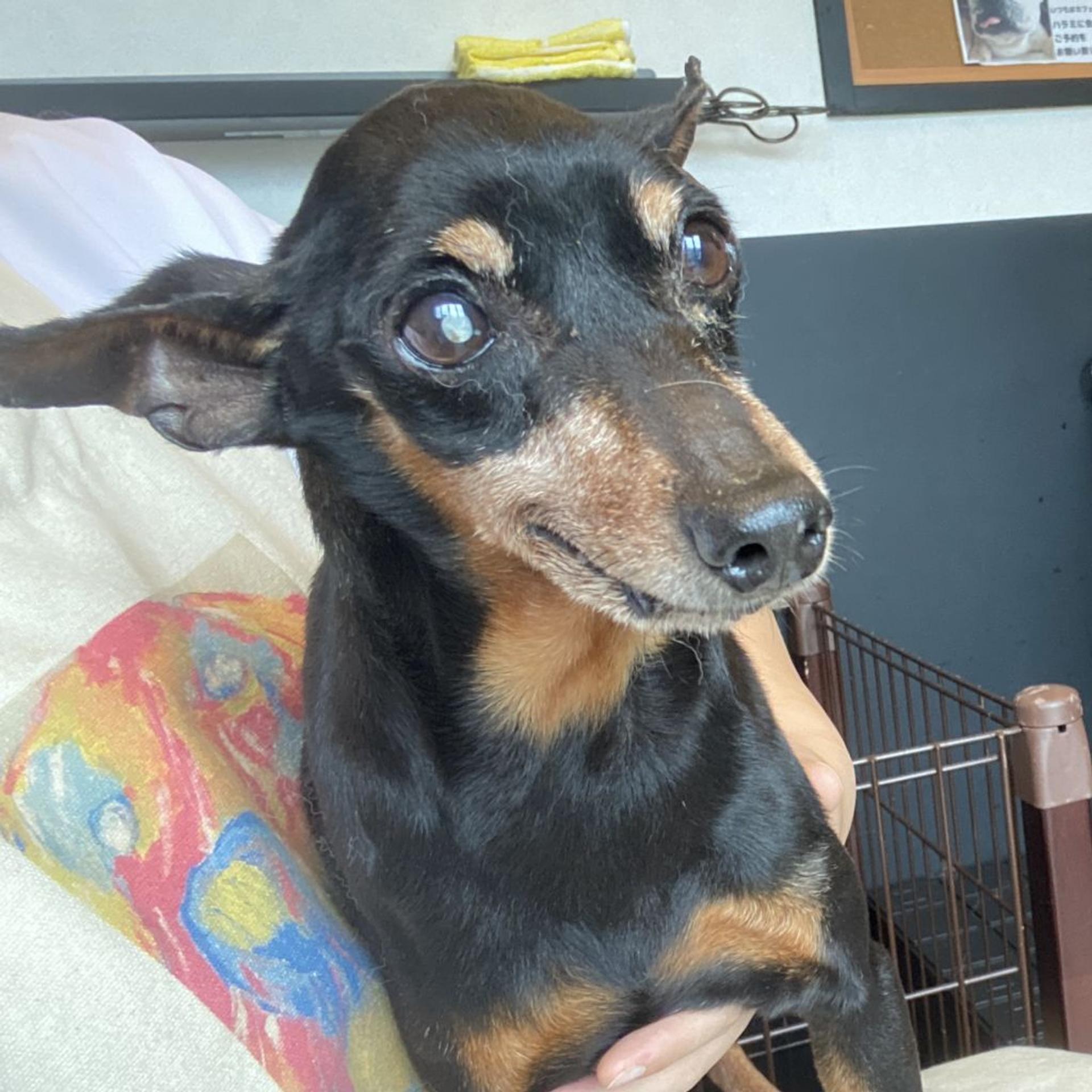 pet-image-2