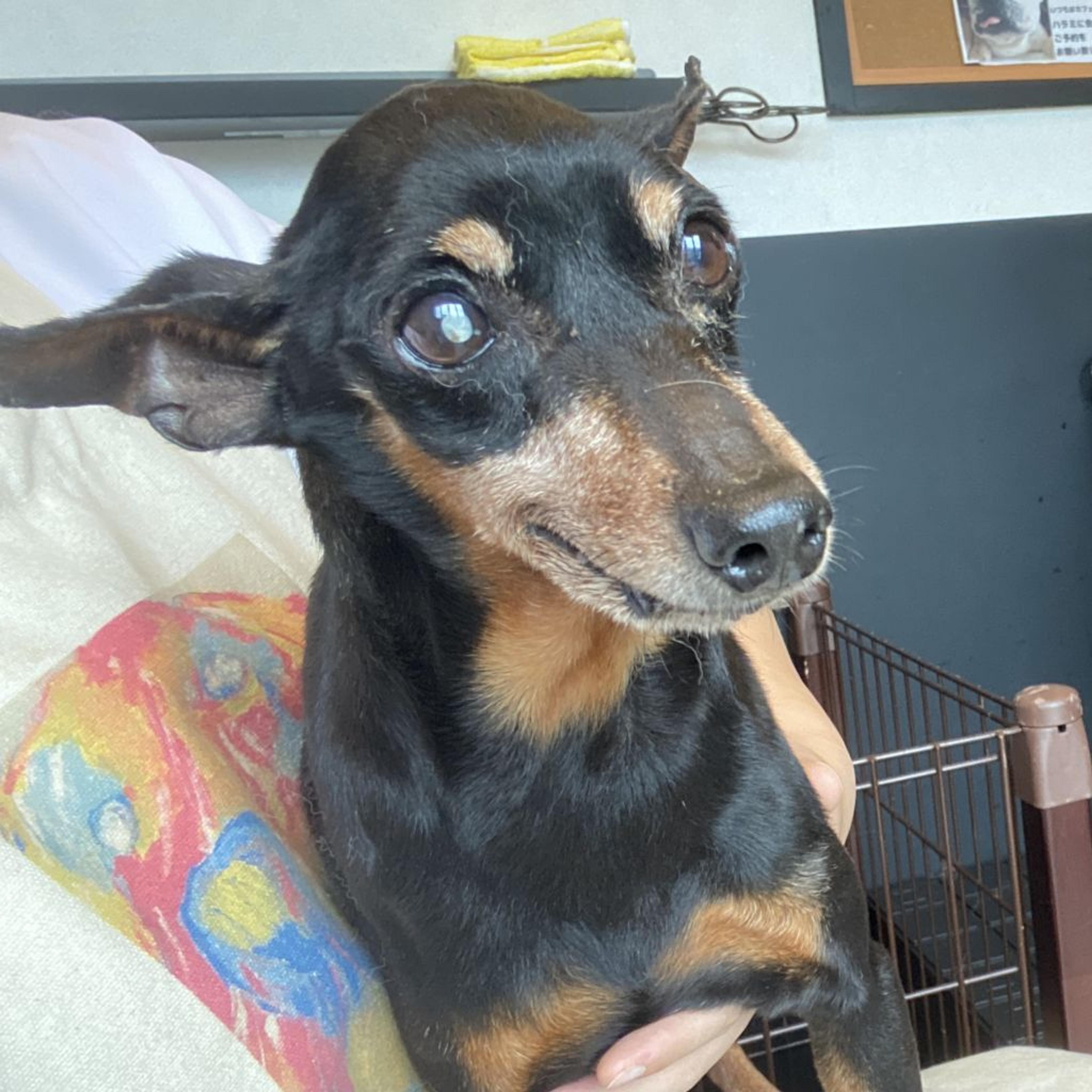 pet-image-2