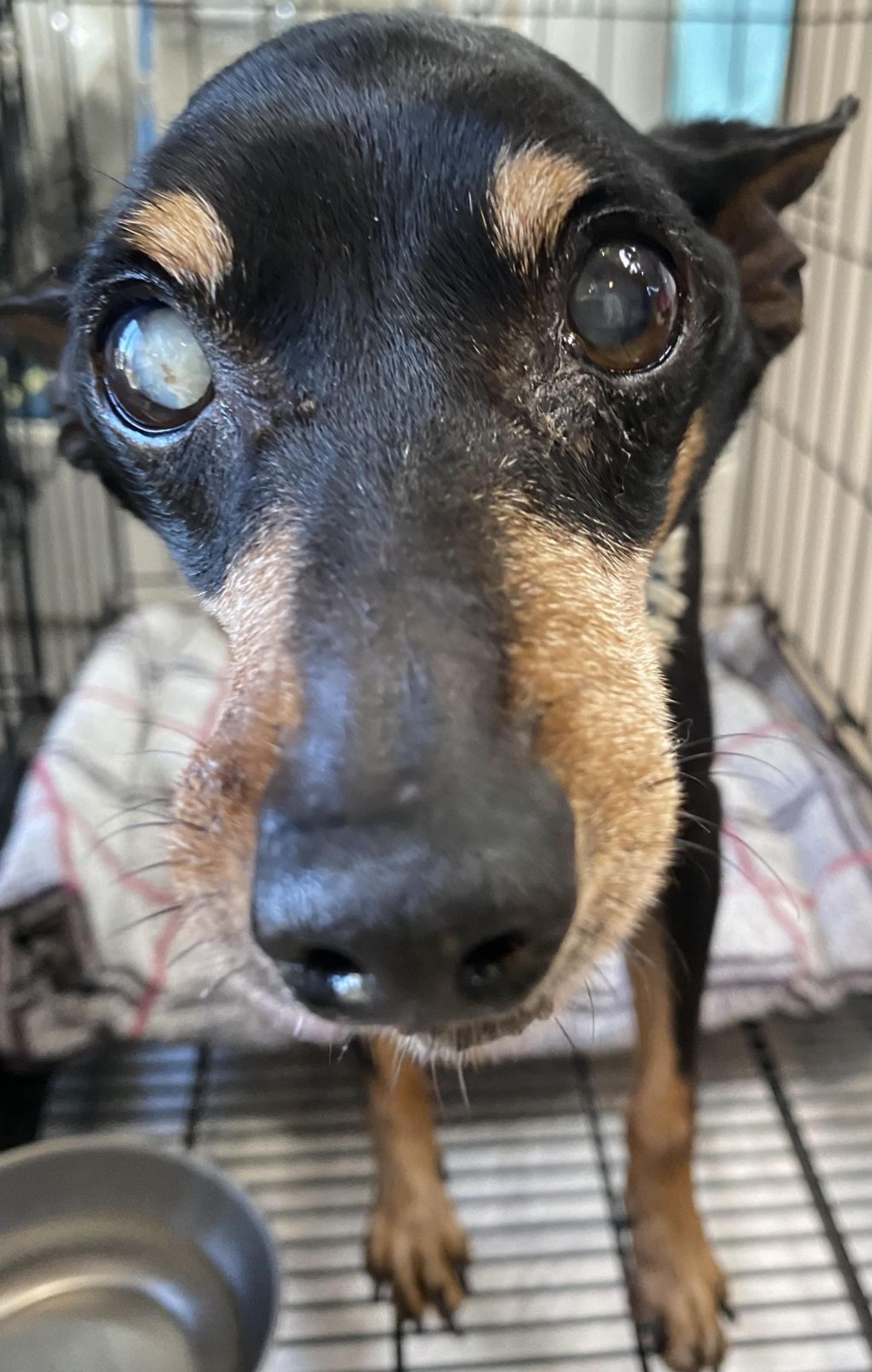 pet-image-3