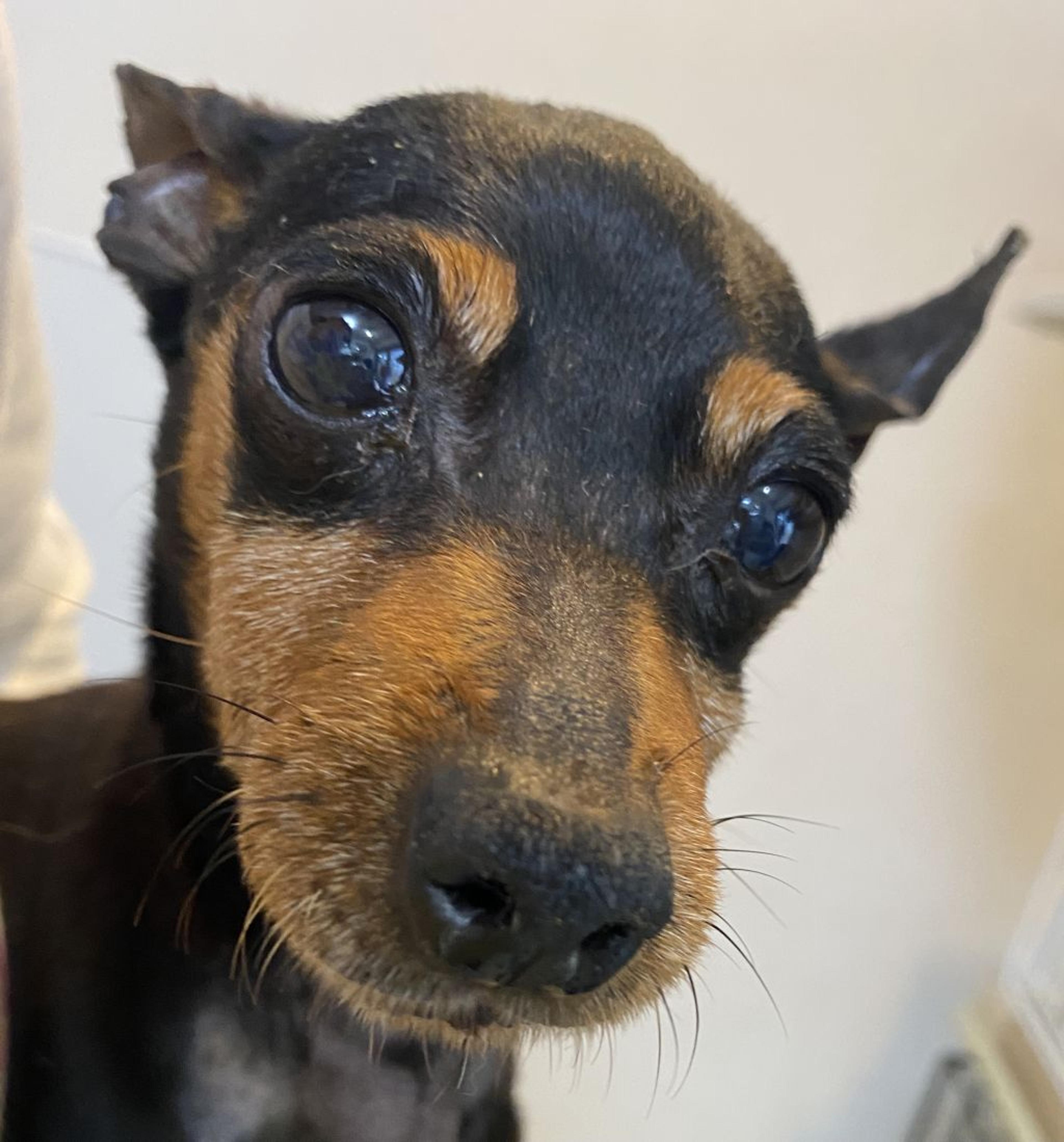 pet-image-2