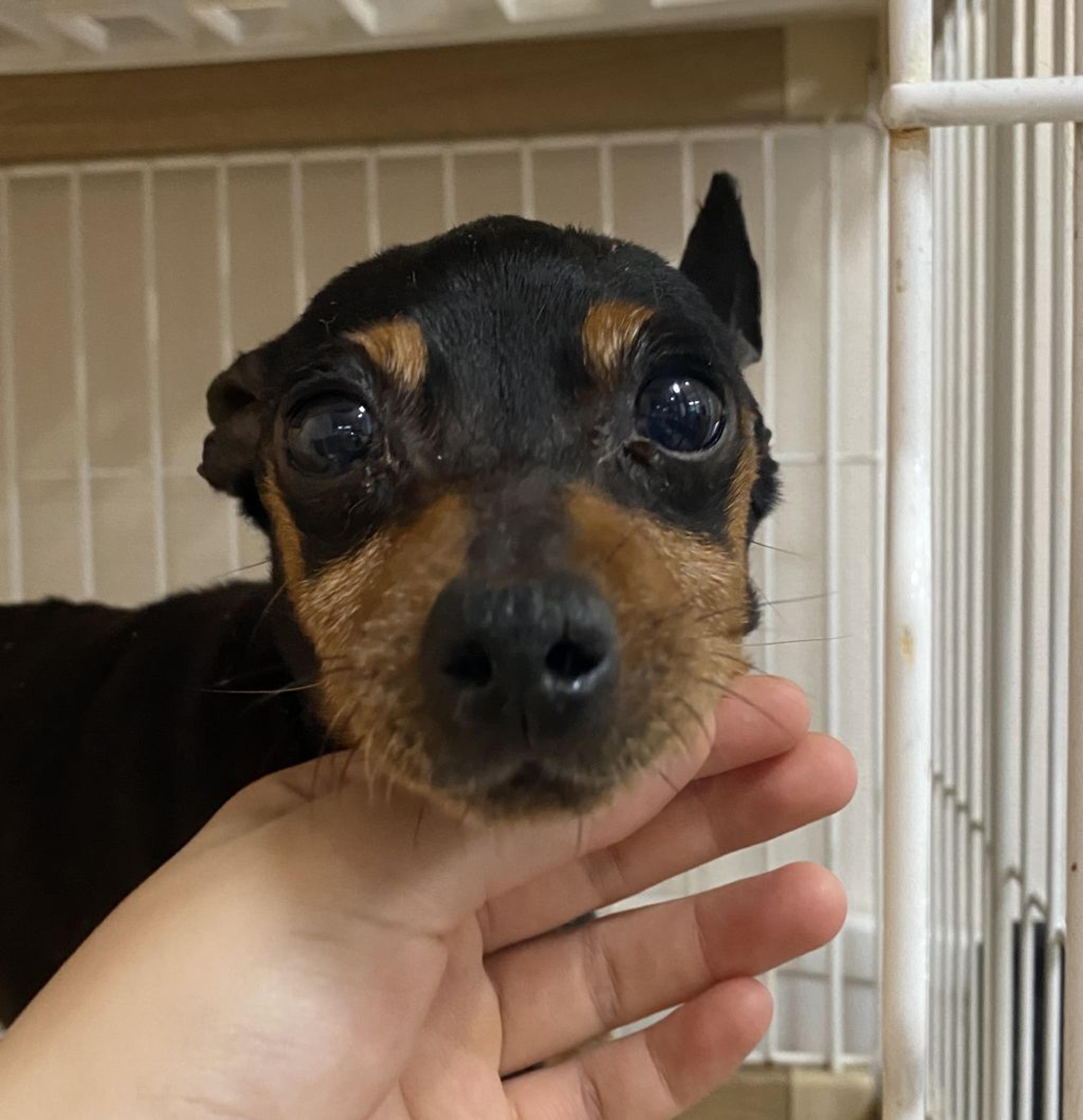 pet-image-3