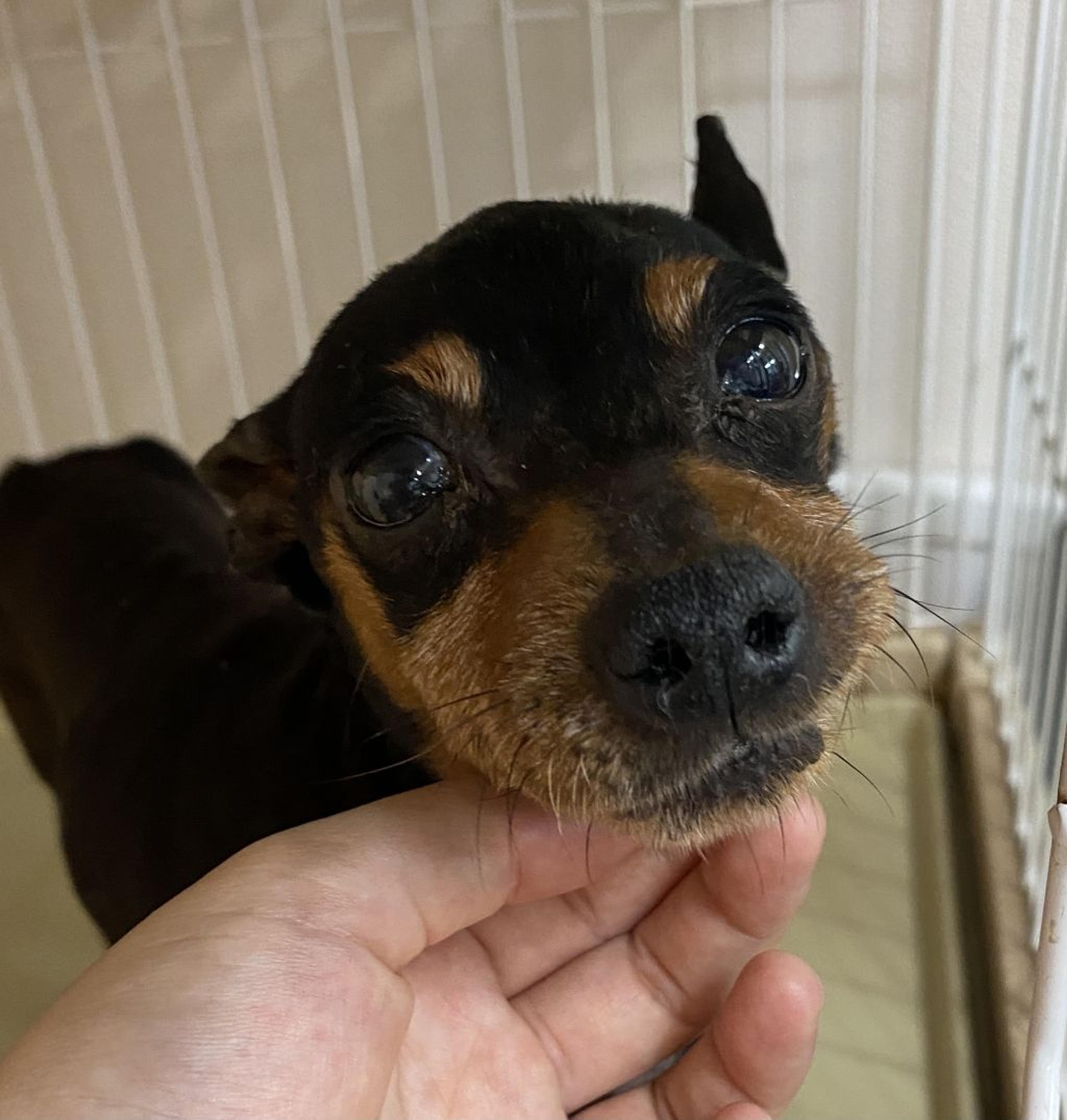 pet-image-4