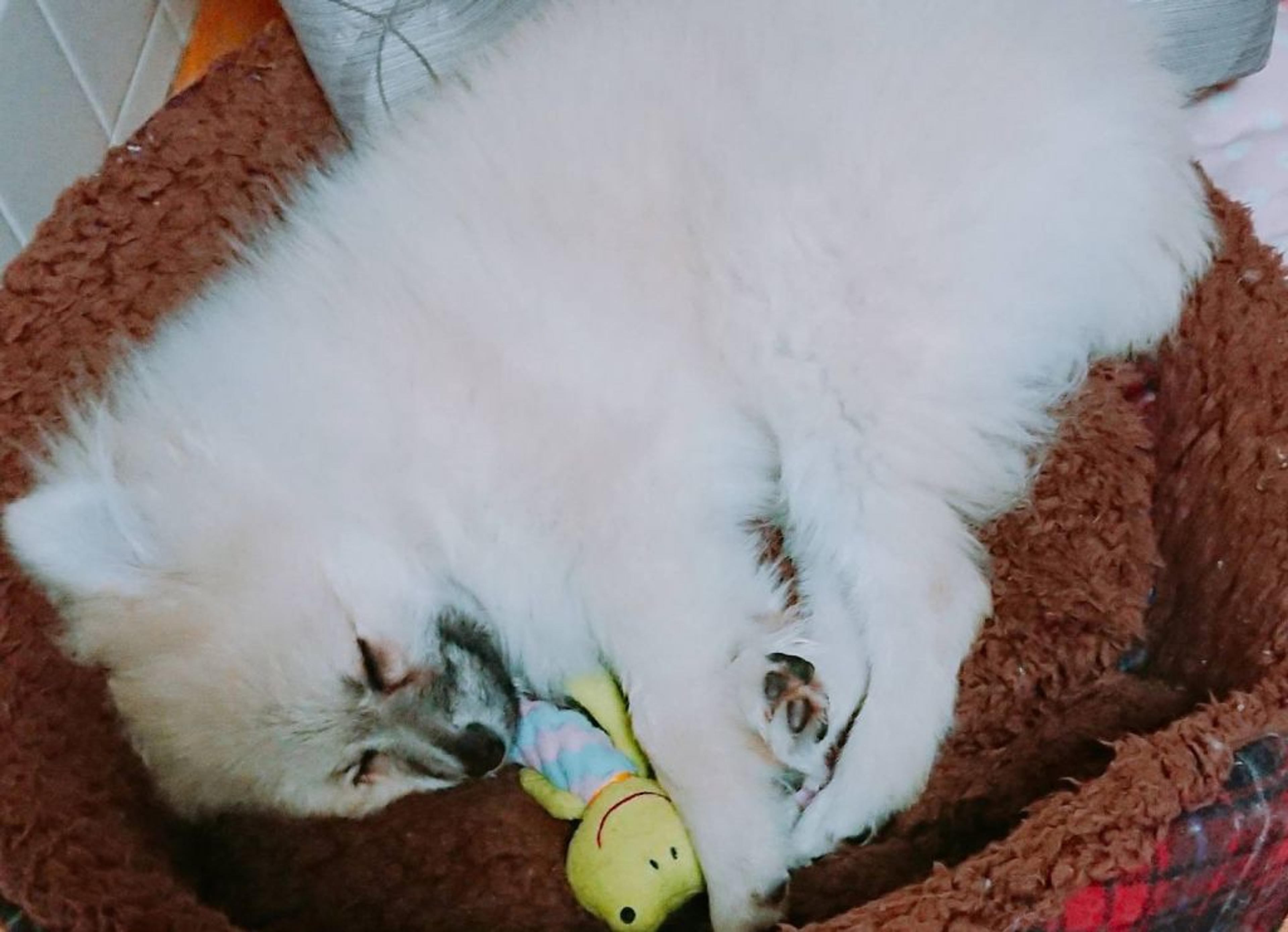 pet-image-2