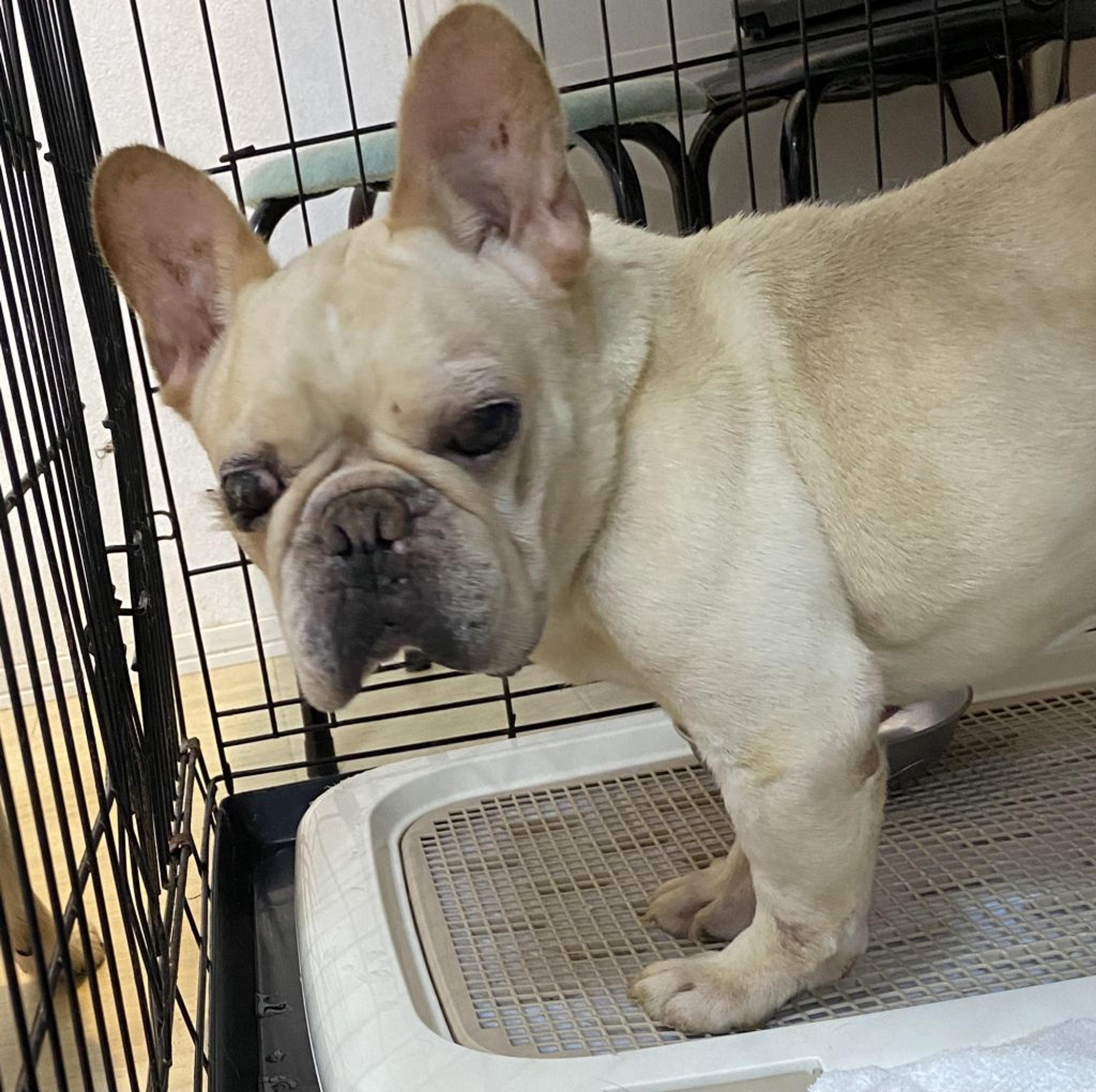 pet-image-5