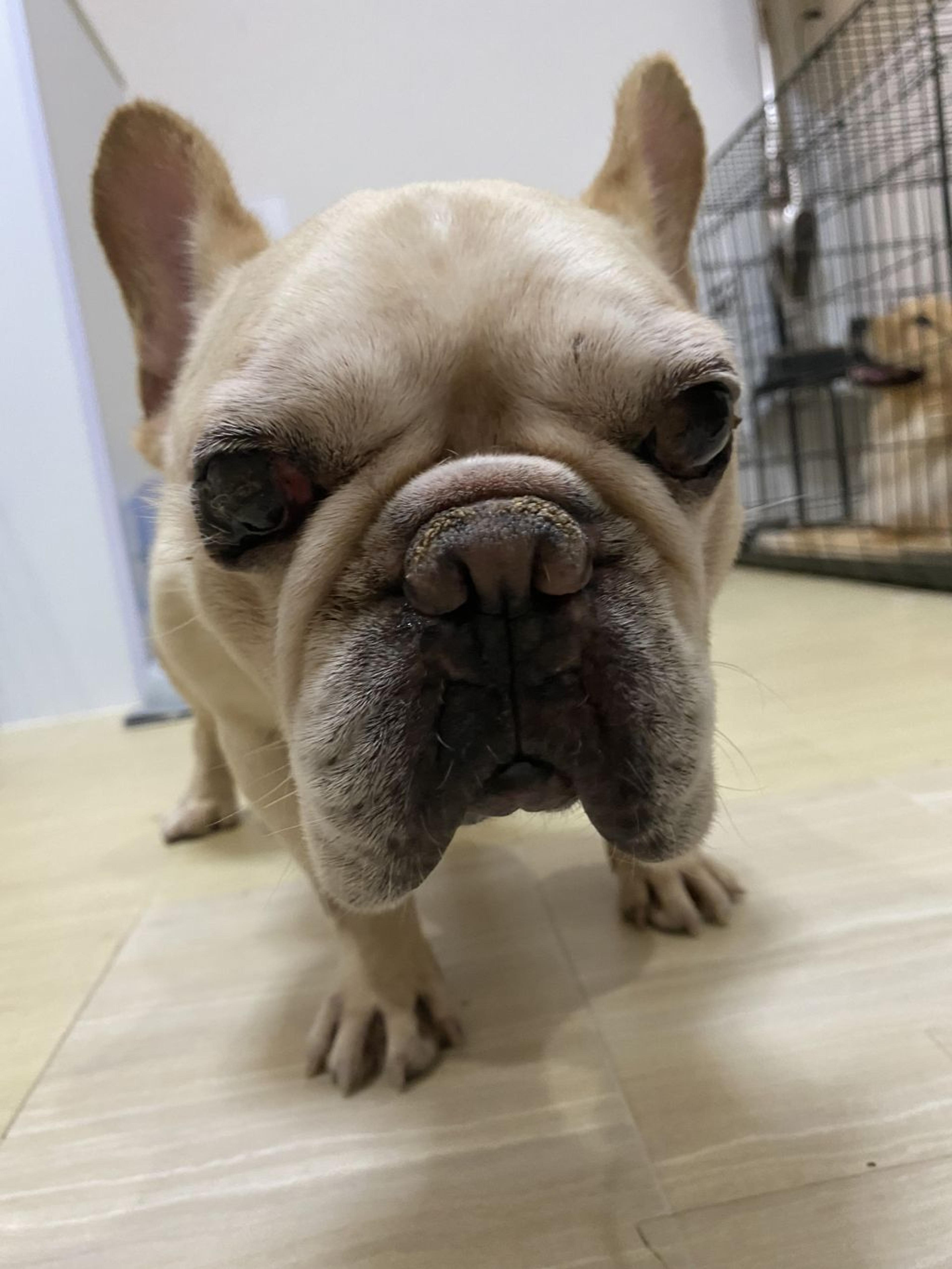 pet-image-2