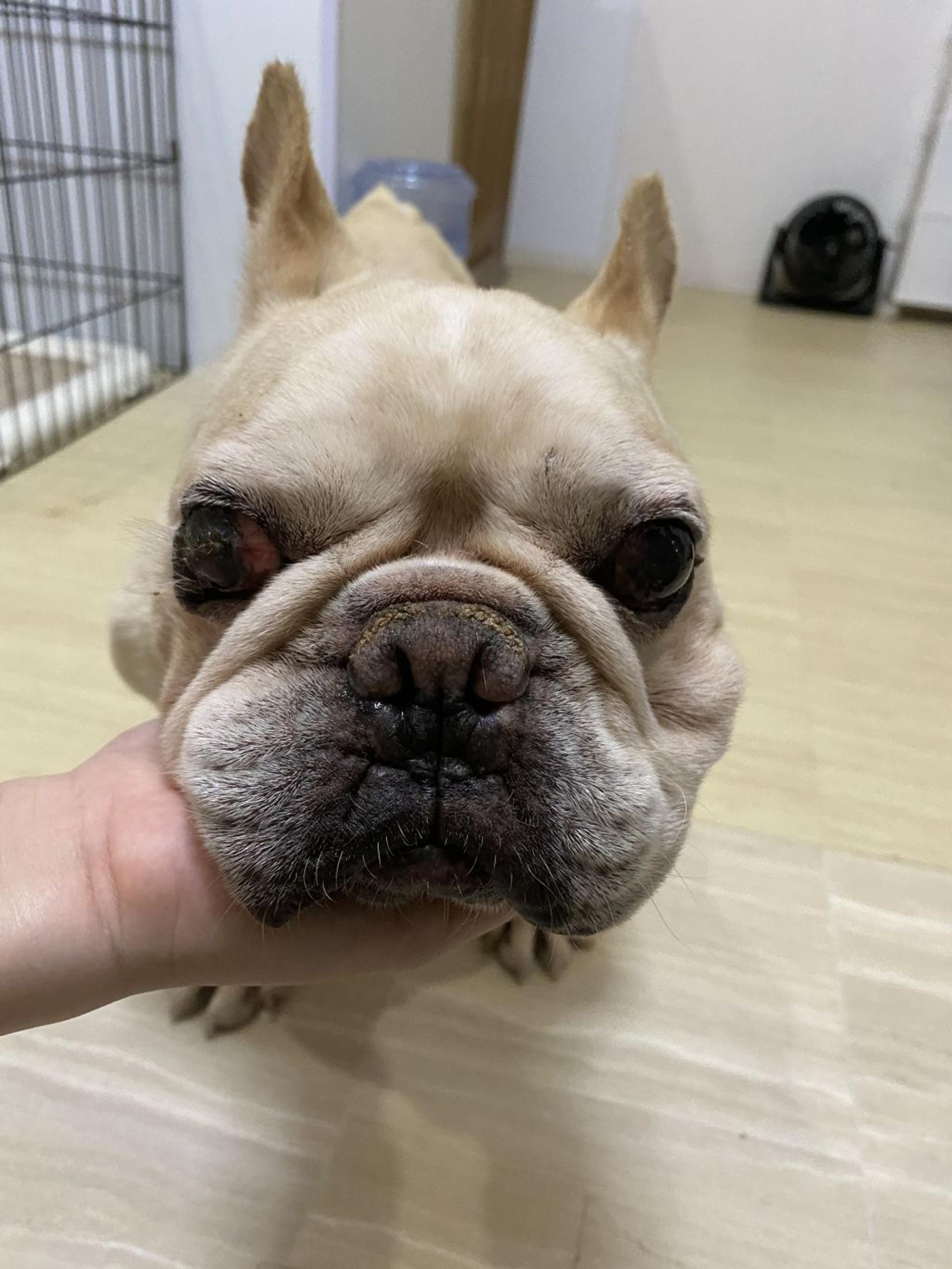 pet-image-4
