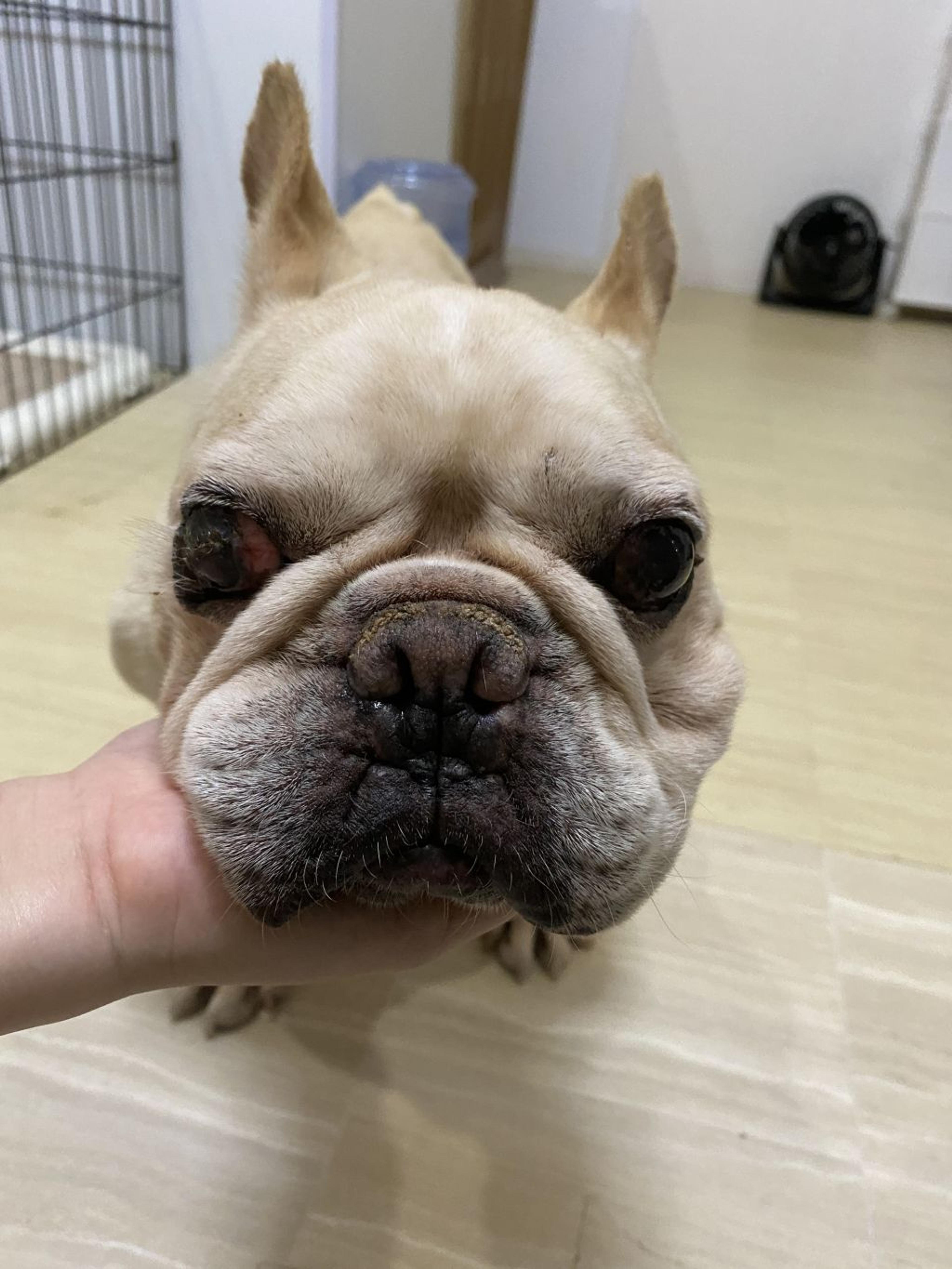 pet-image-4
