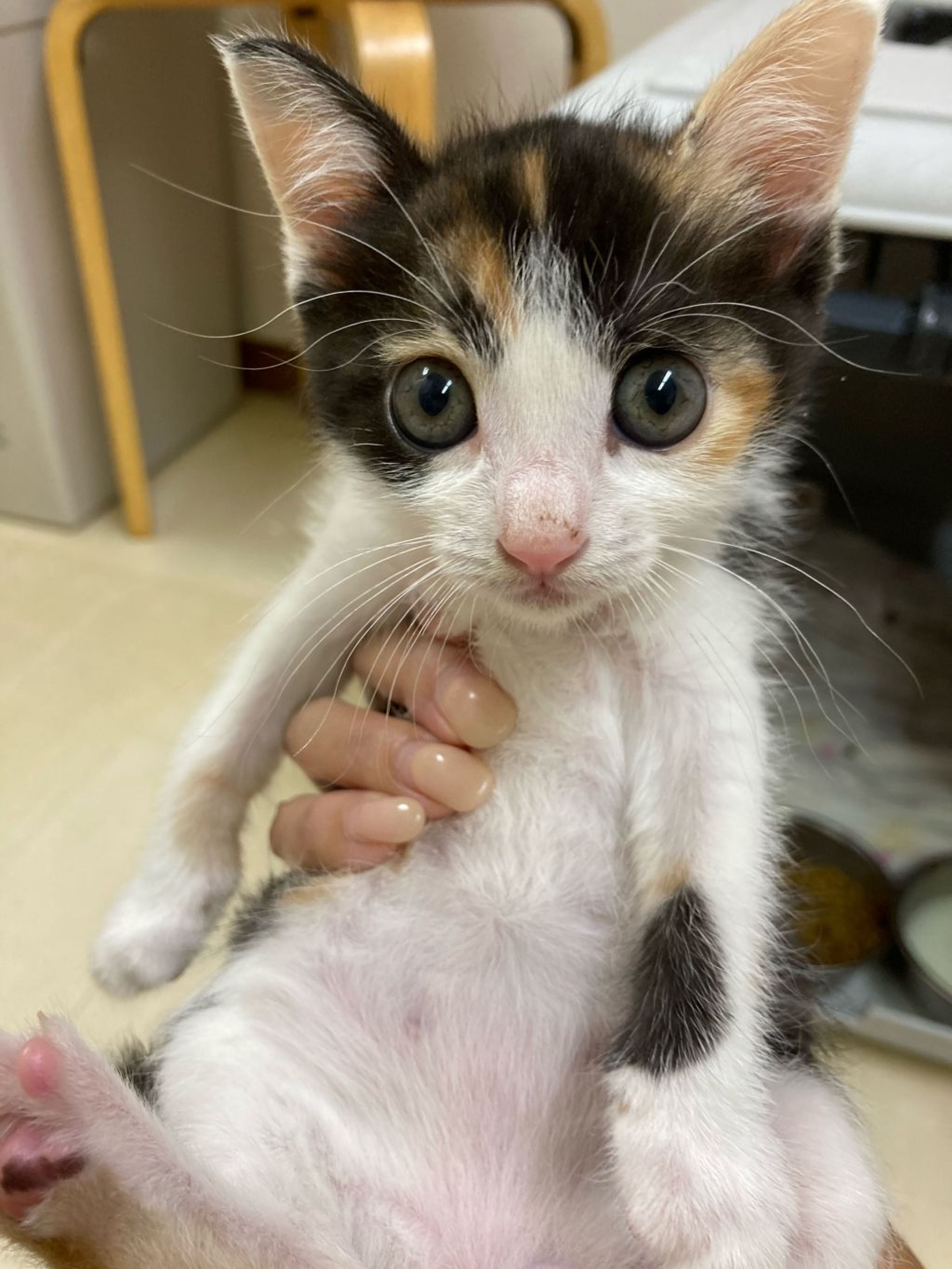 雑種（ミックス猫）・メスの里親募集の写真