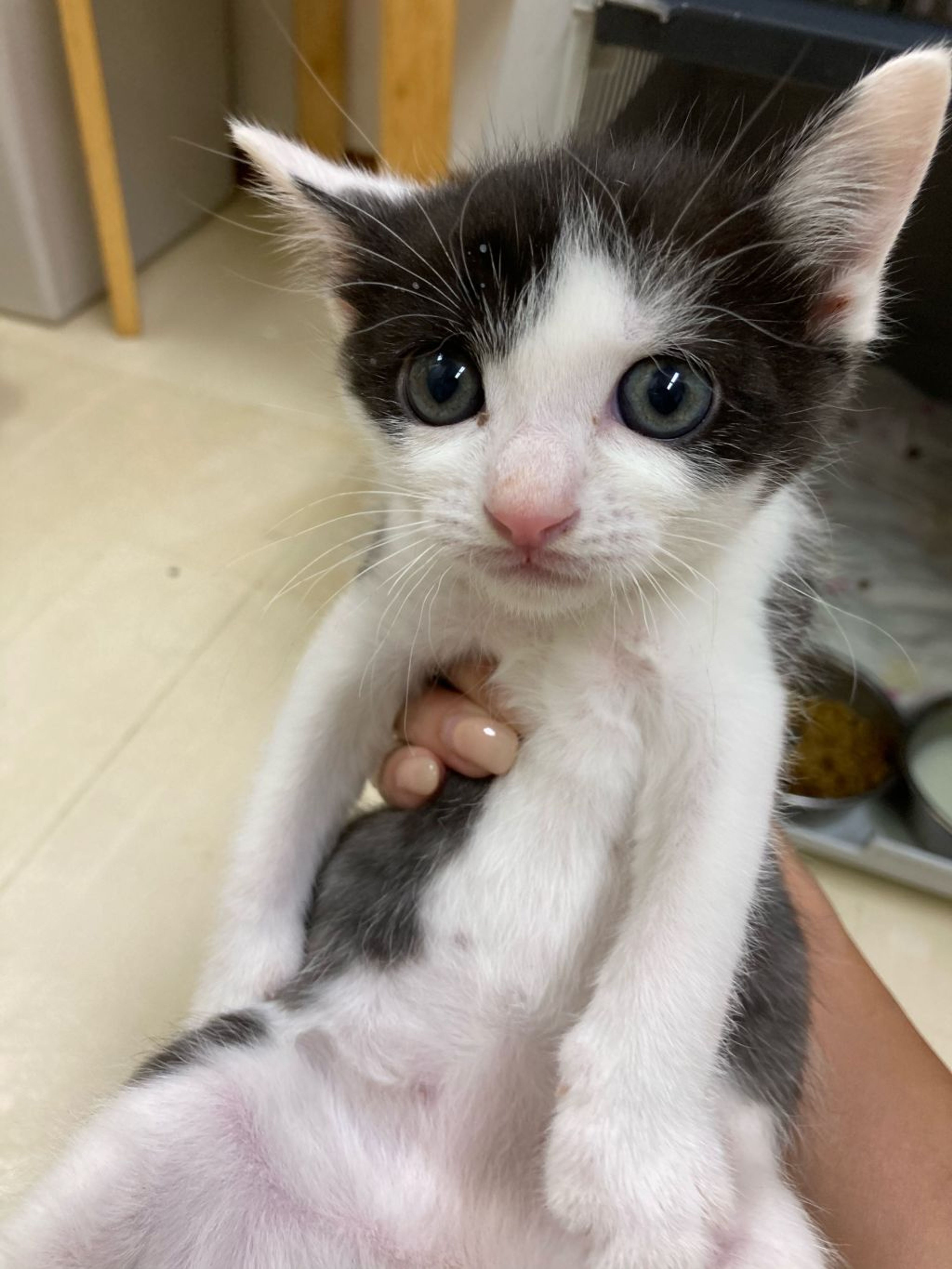 雑種（ミックス猫）・オスの里親募集の写真