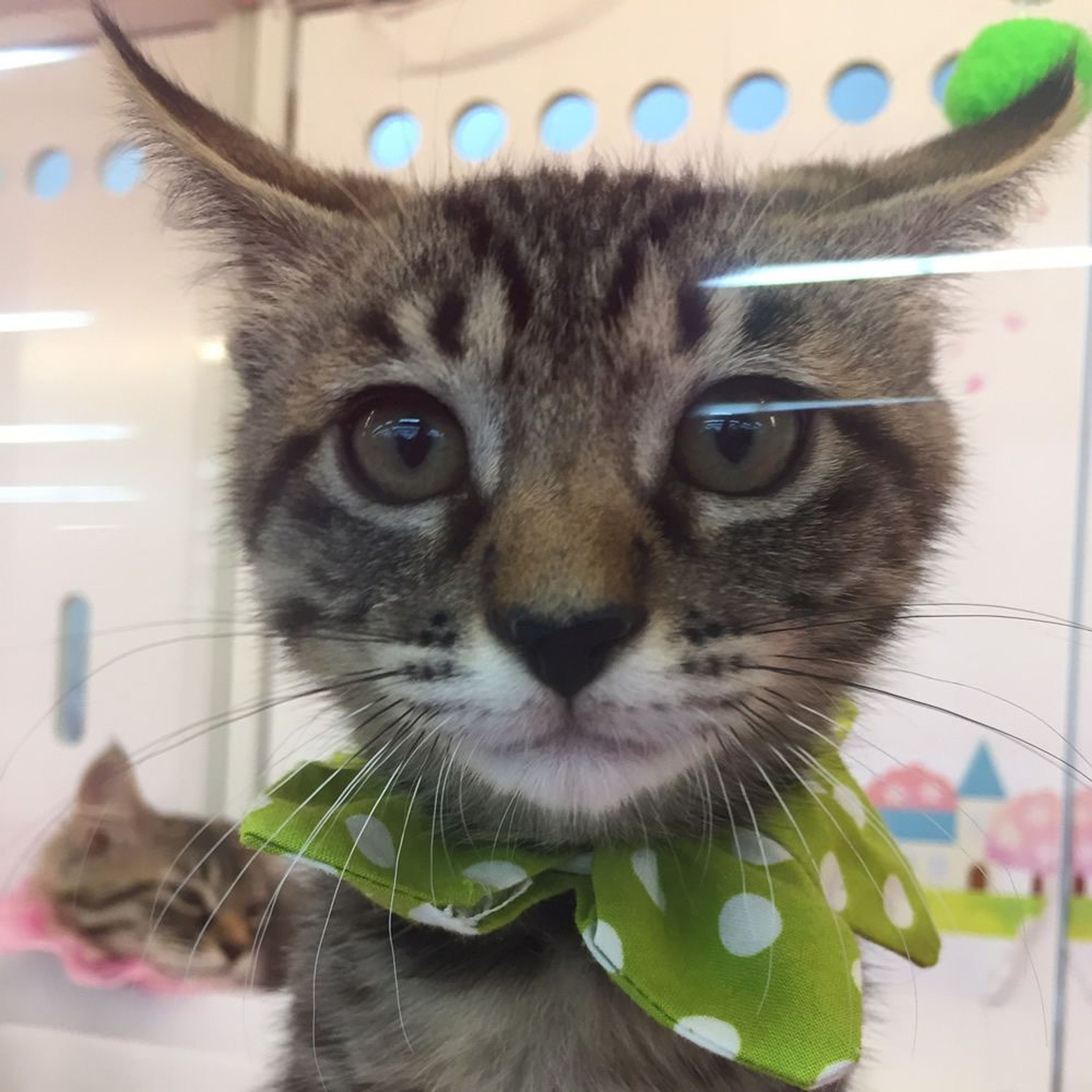 雑種（ミックス猫）・オスの里親募集の写真