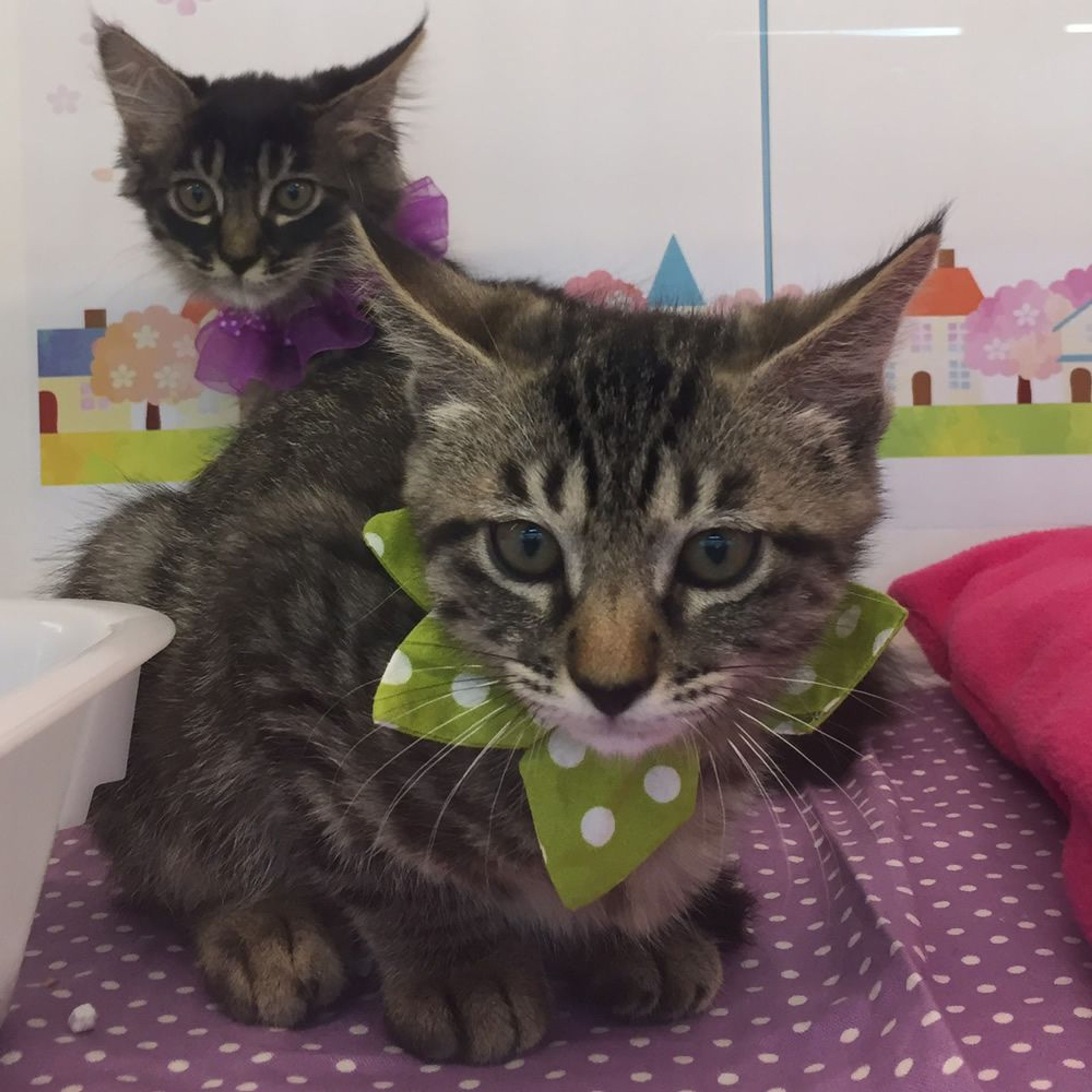 pet-image-3