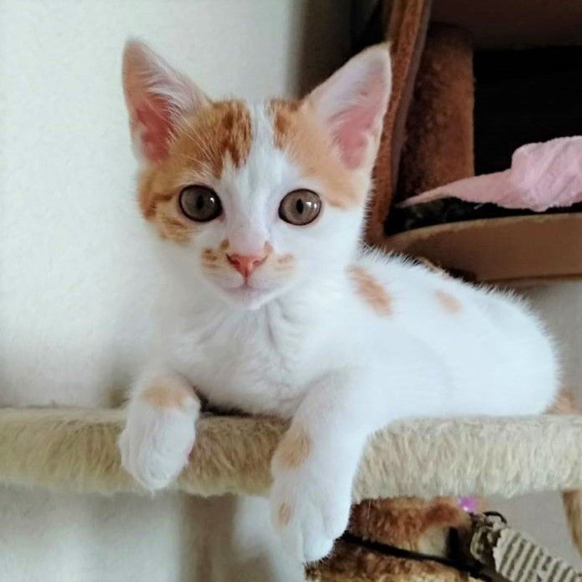 雑種（ミックス猫）・メスの里親募集の写真