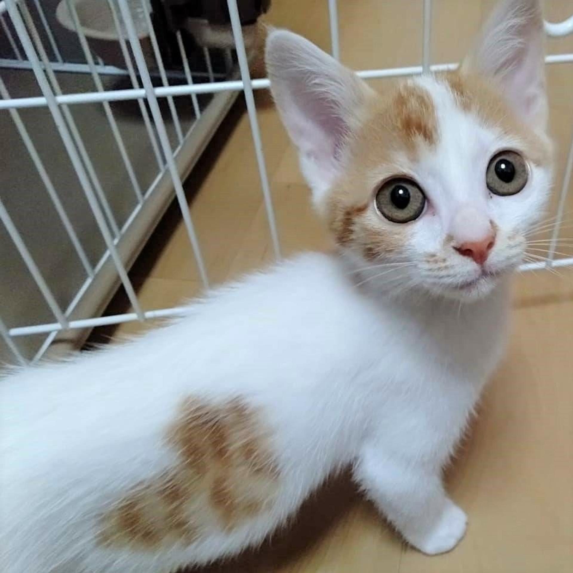 pet-image-3