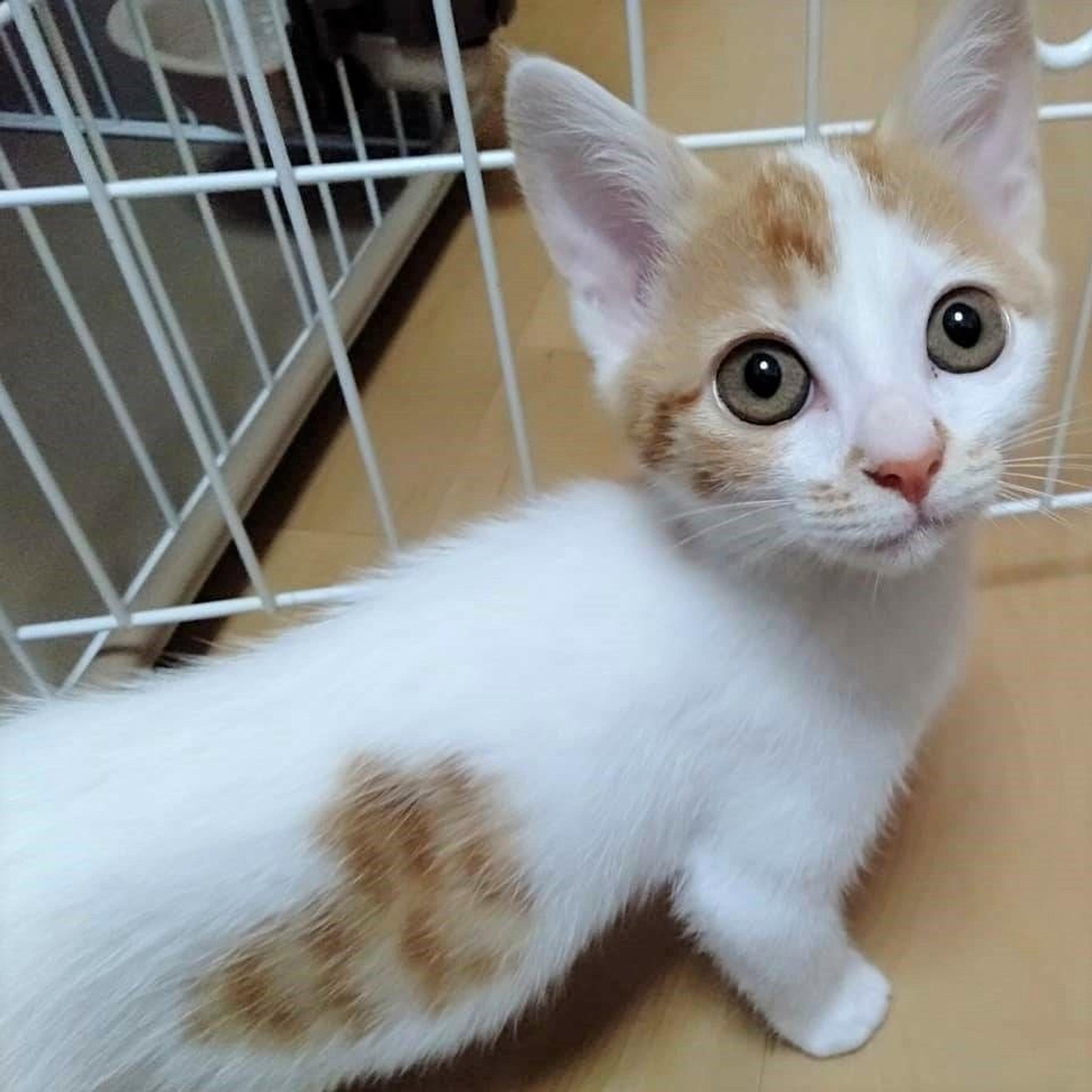 pet-image-3