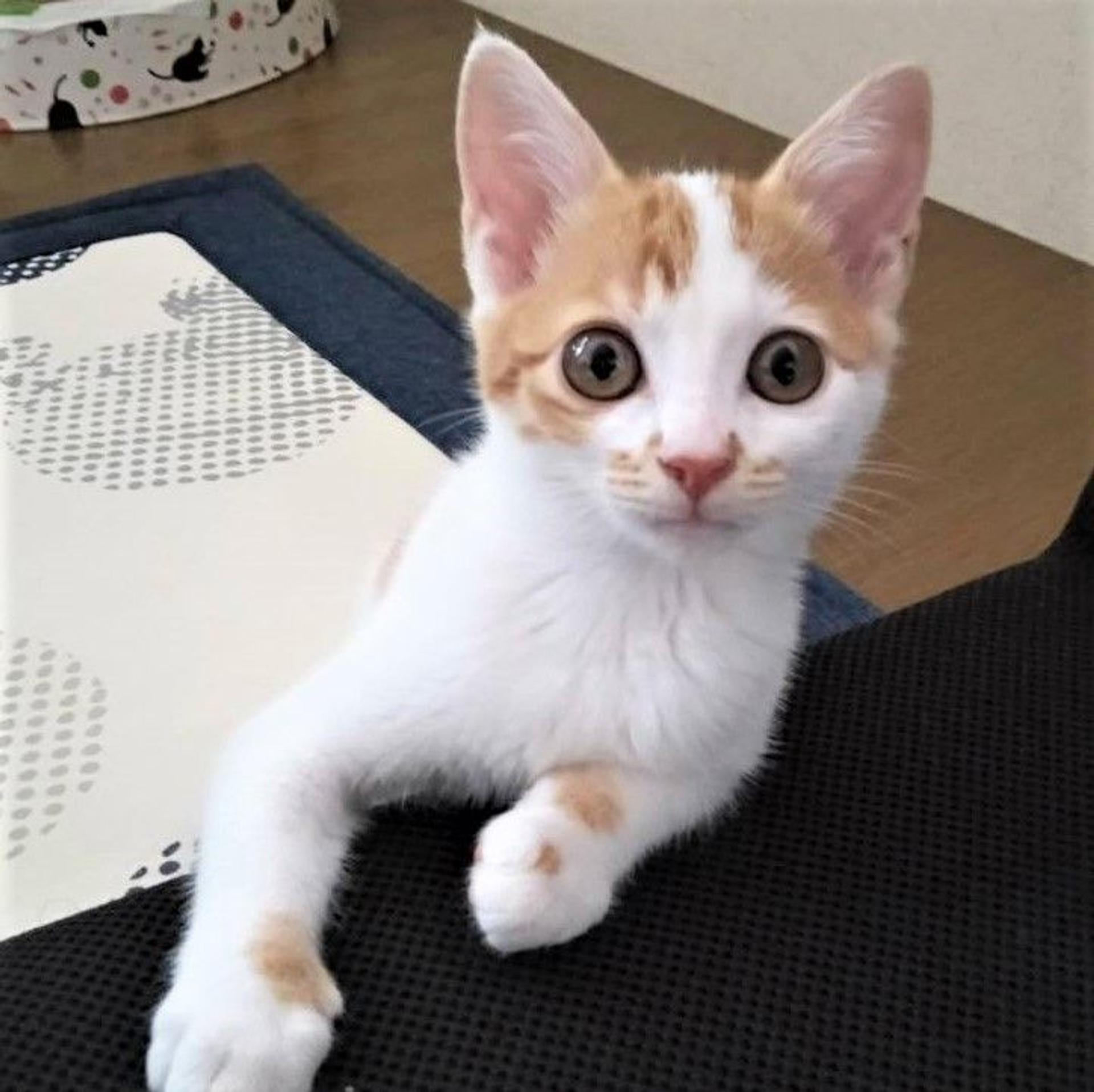 pet-image-4