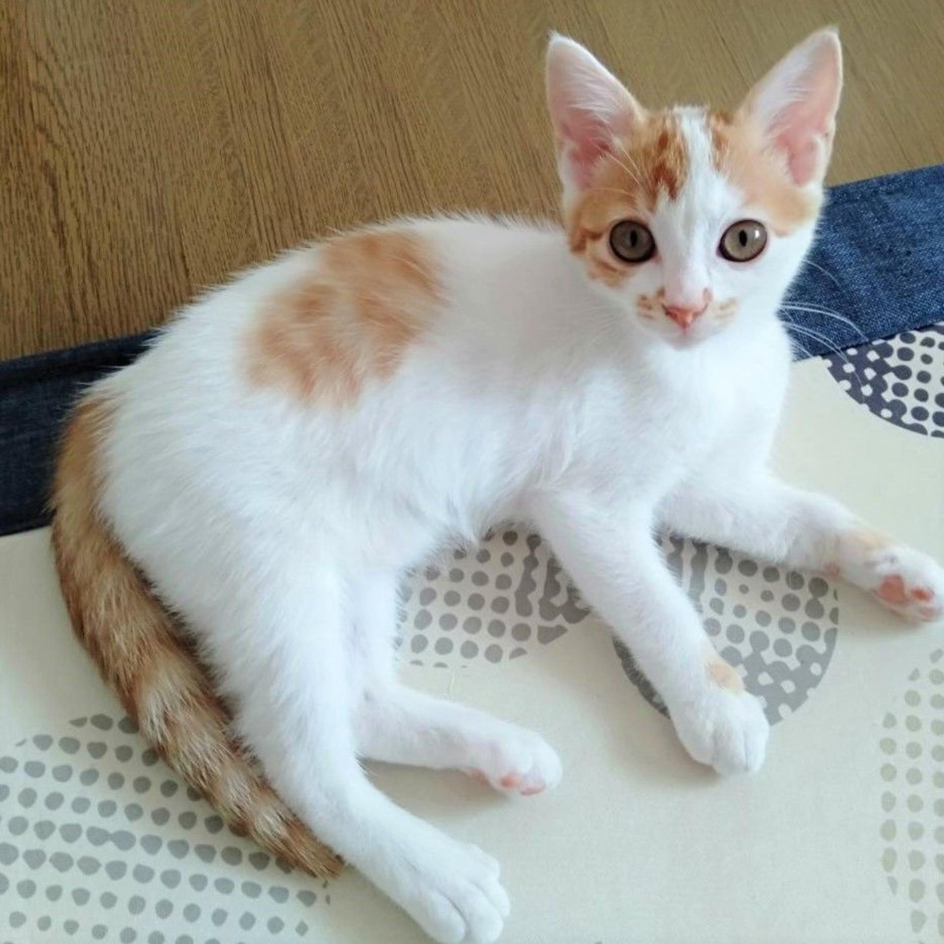 pet-image-5