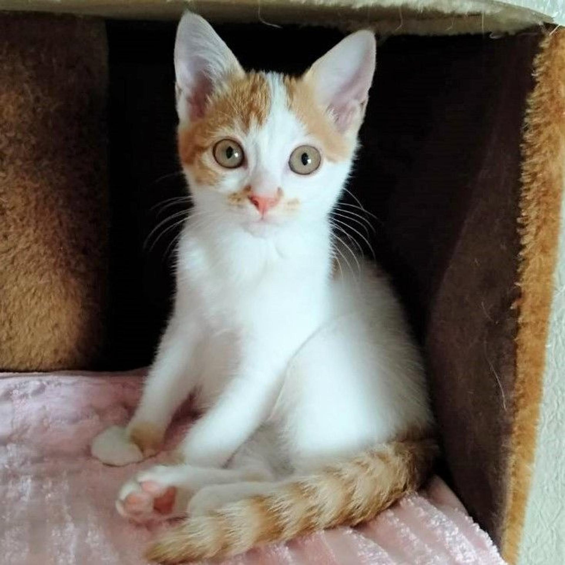 pet-image-8