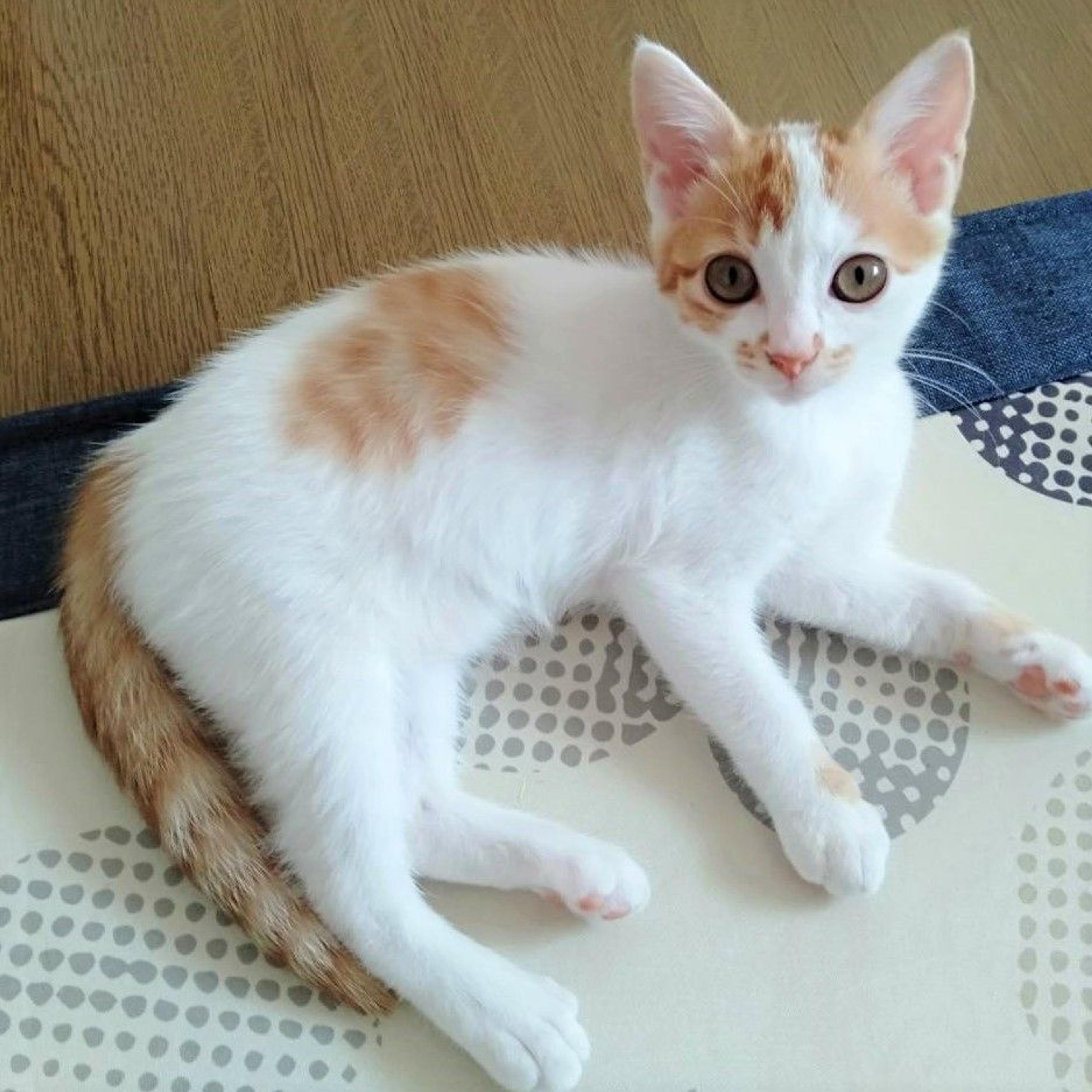pet-image-9