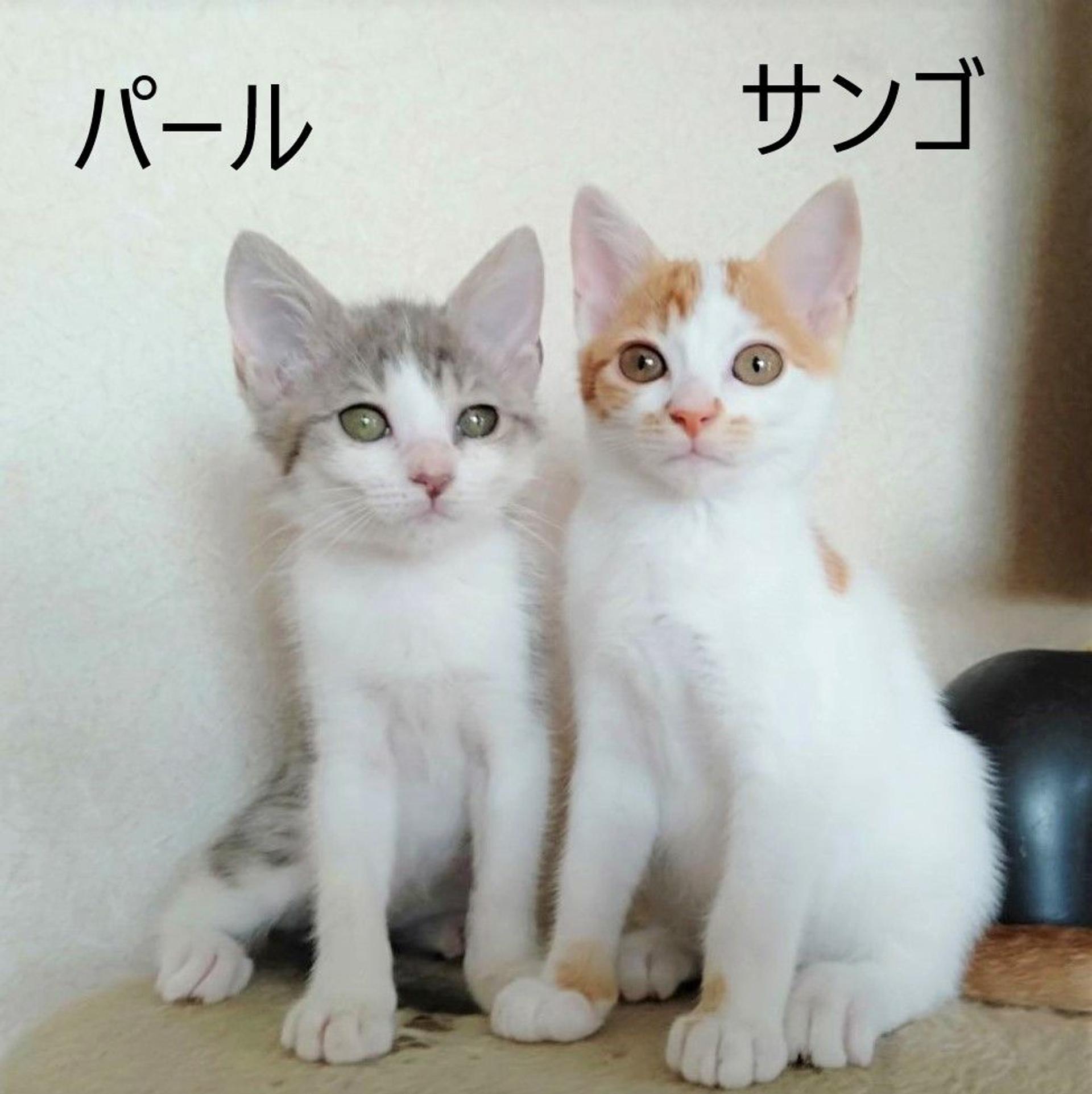 pet-image-10