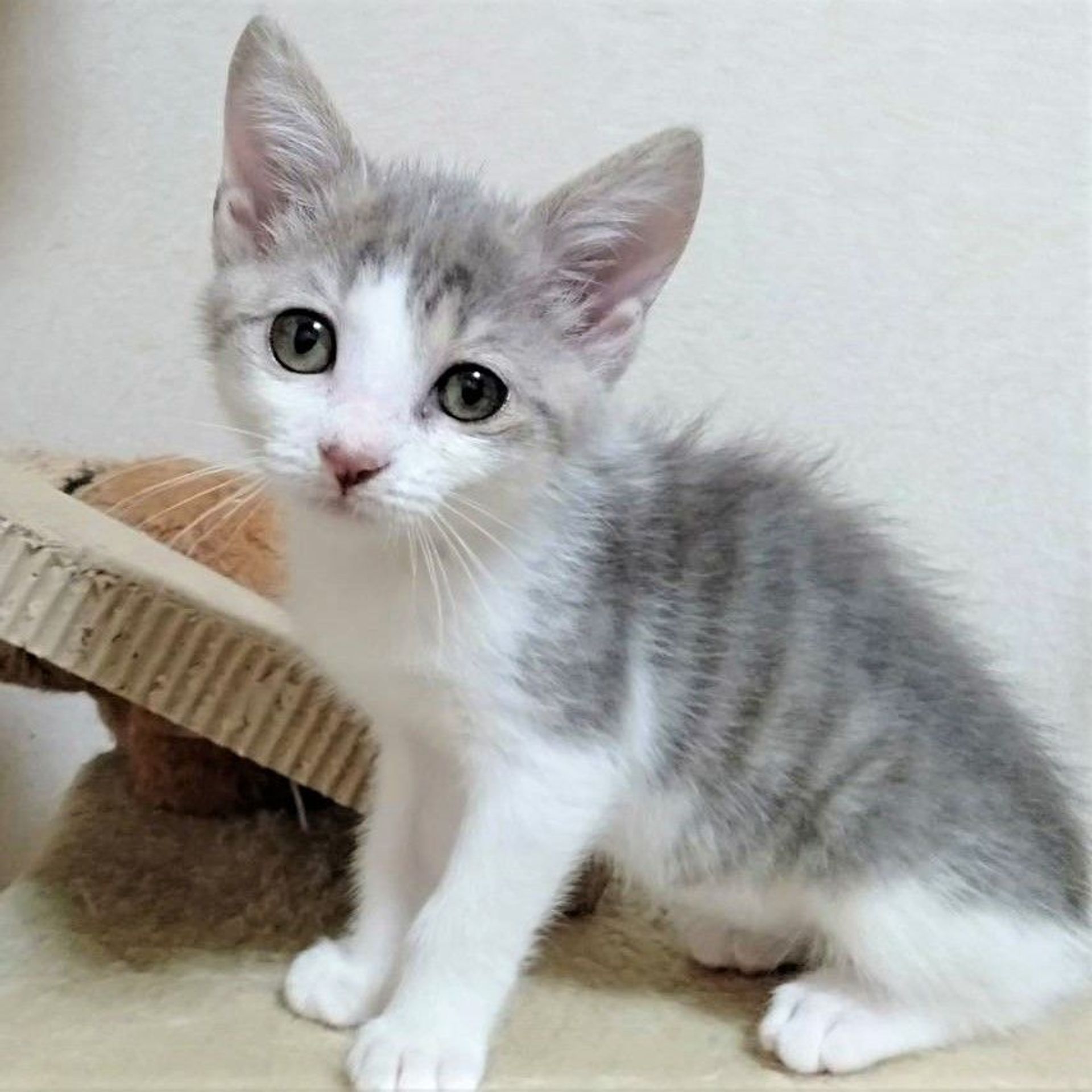 雑種（ミックス猫）・メスの里親募集の写真