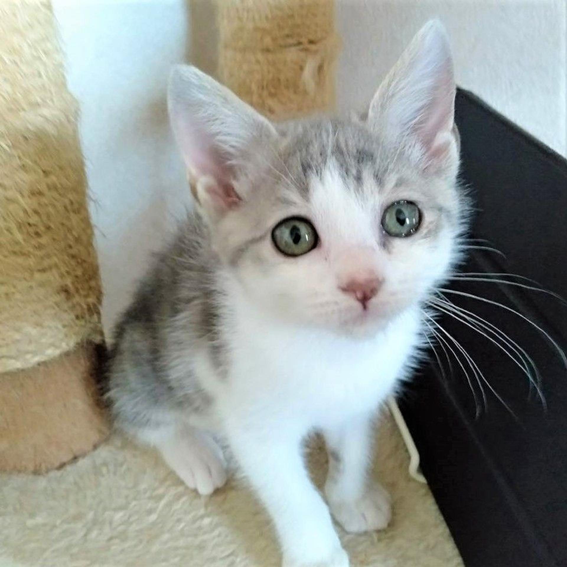 pet-image-3