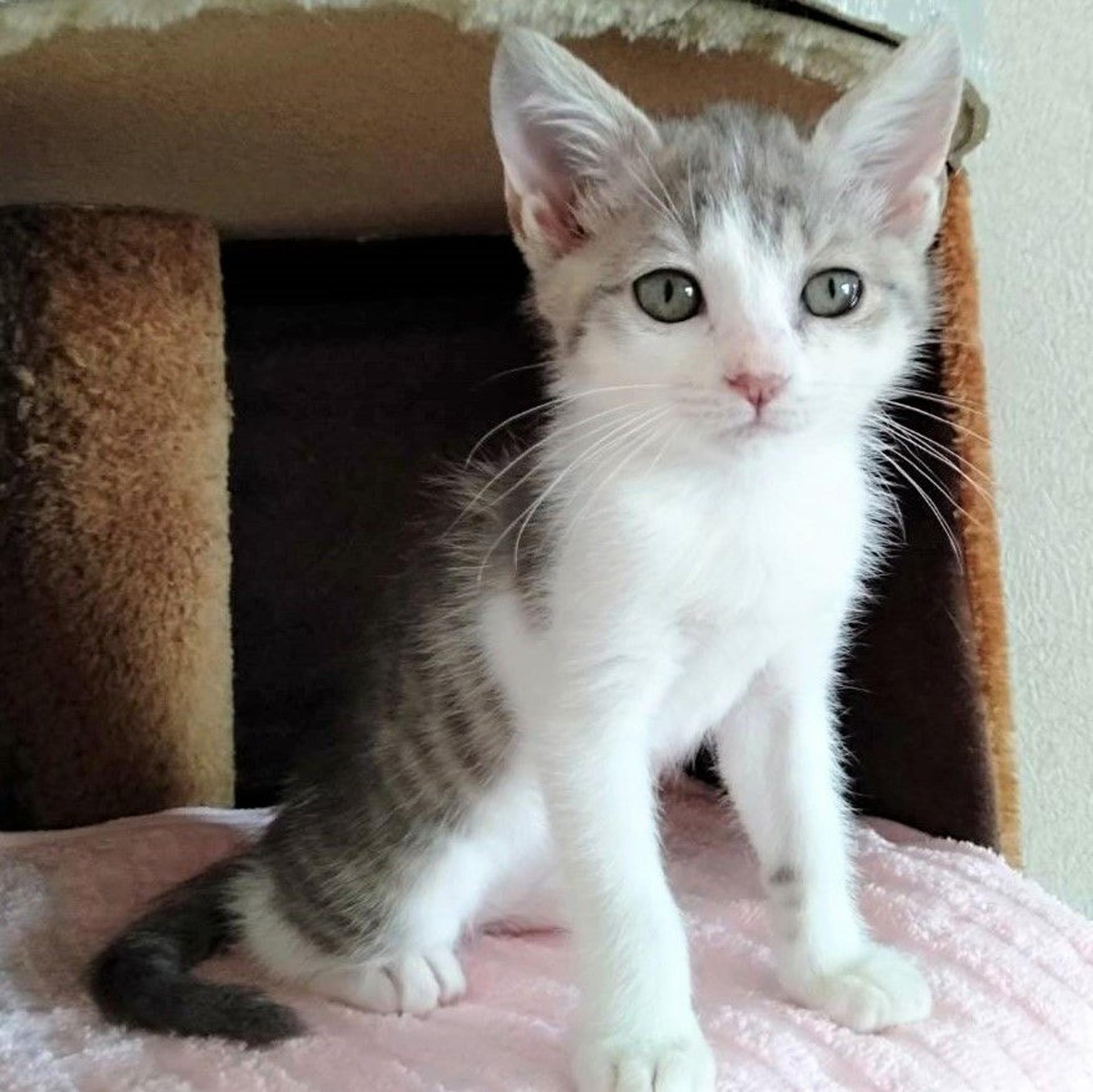 pet-image-4