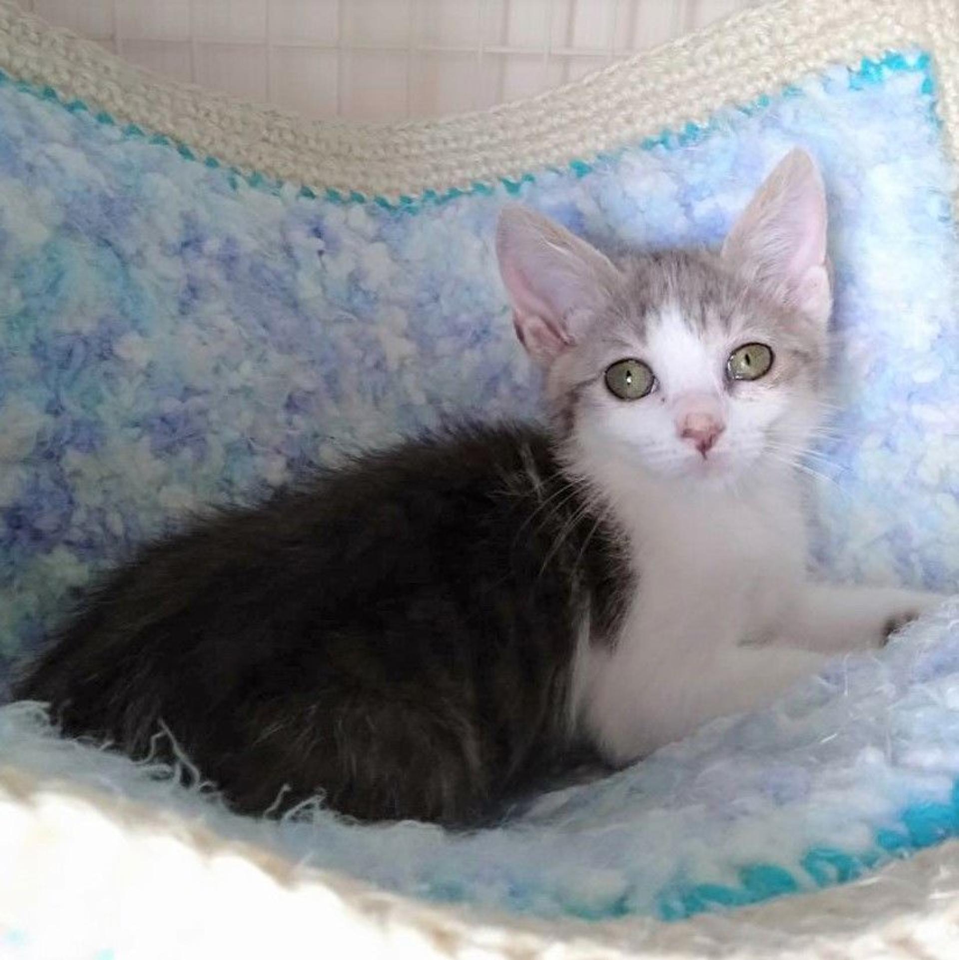 pet-image-7