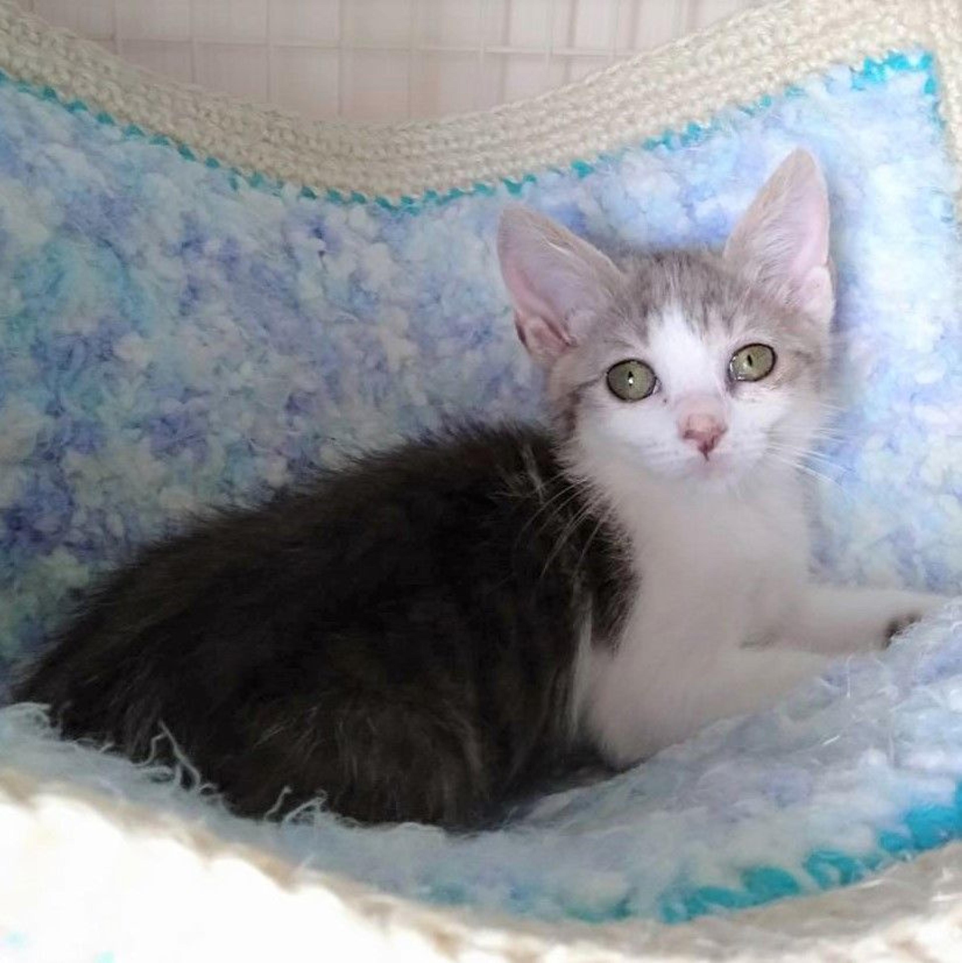 pet-image-7