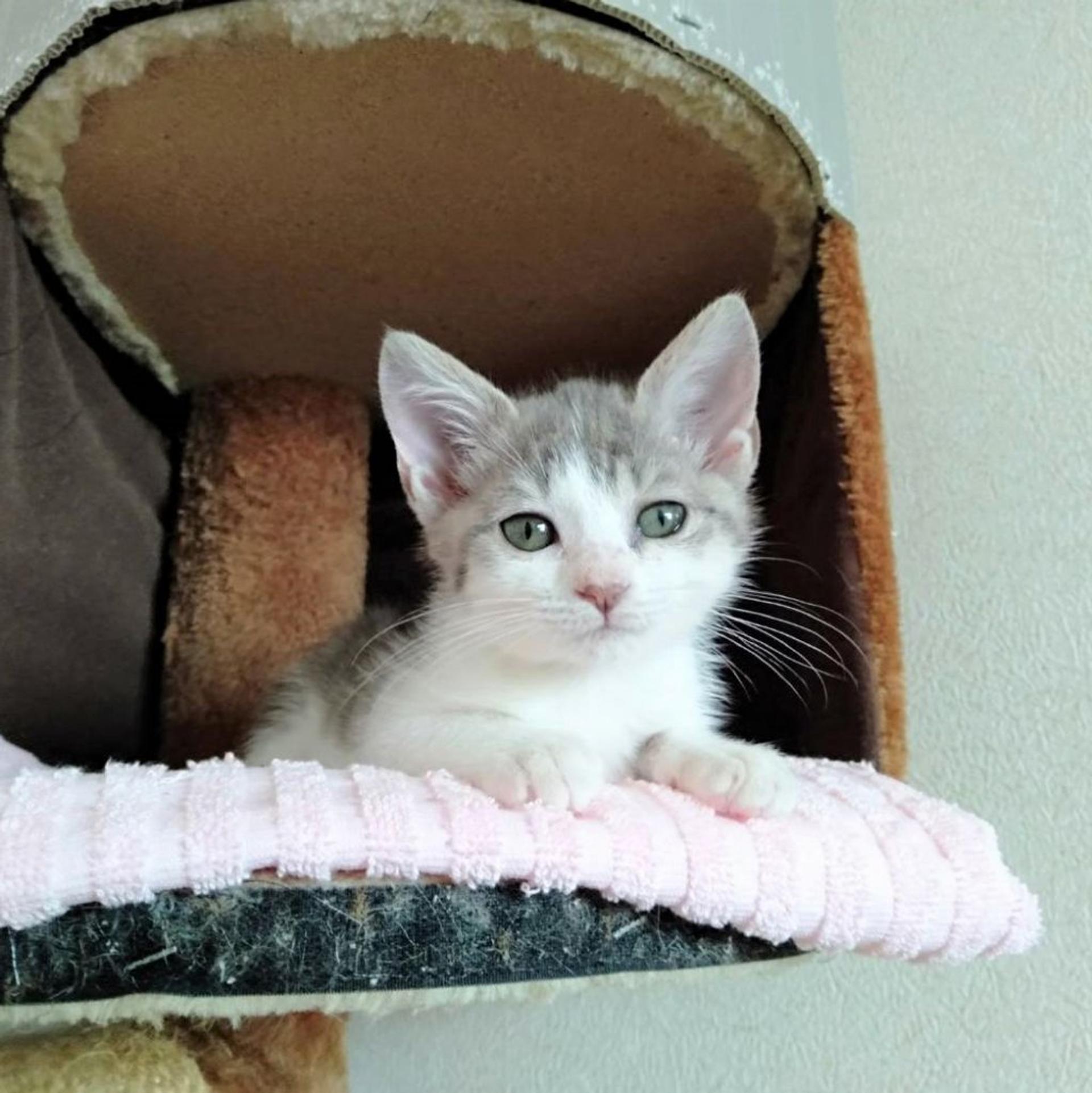 pet-image-8